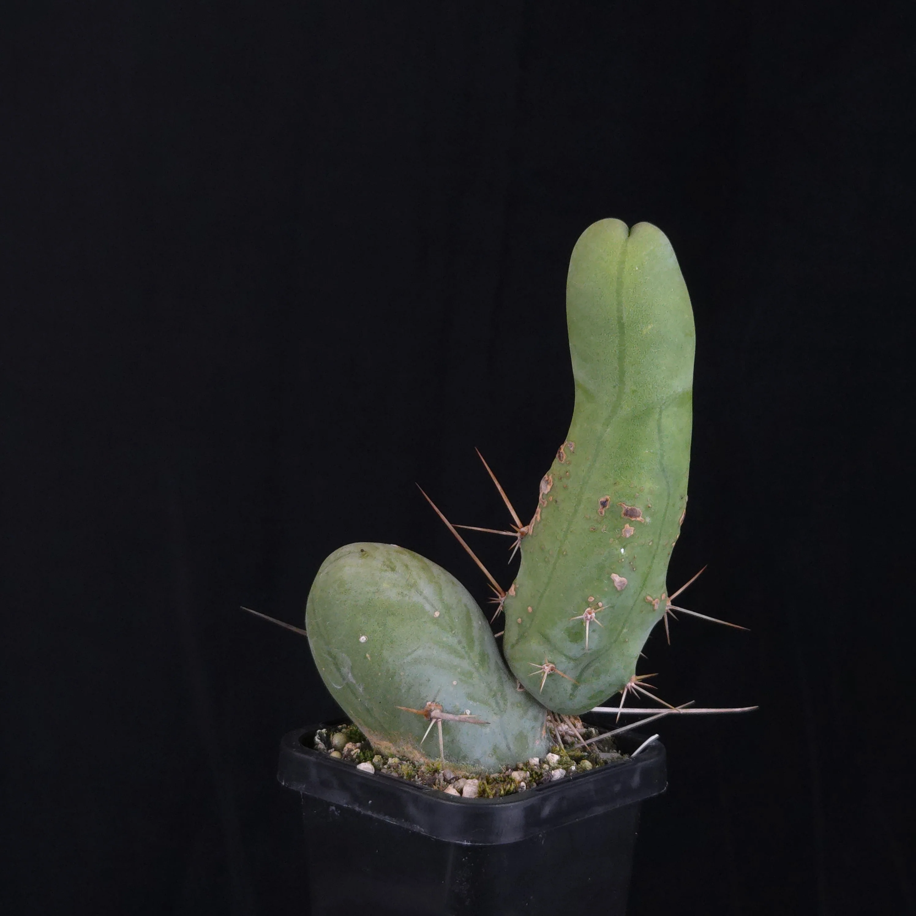 Trichocereus bridgesii f. monstrosa (Penis Cactus) - Image 8