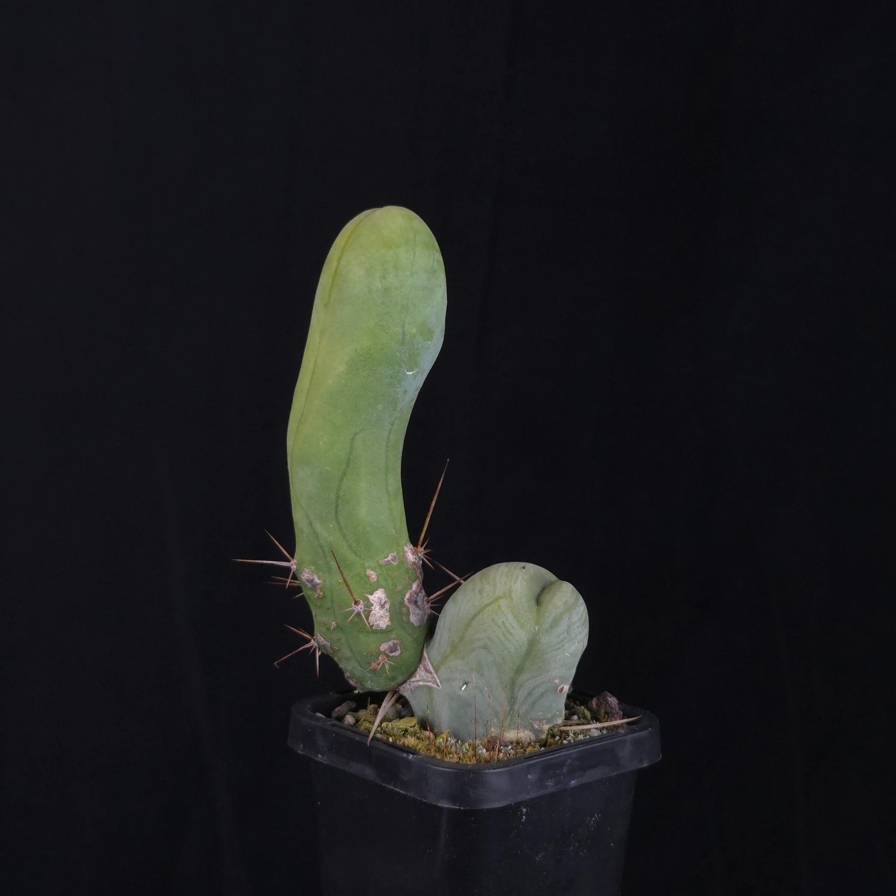 Trichocereus bridgesii f. monstrosa (Penis Cactus) - Image 9