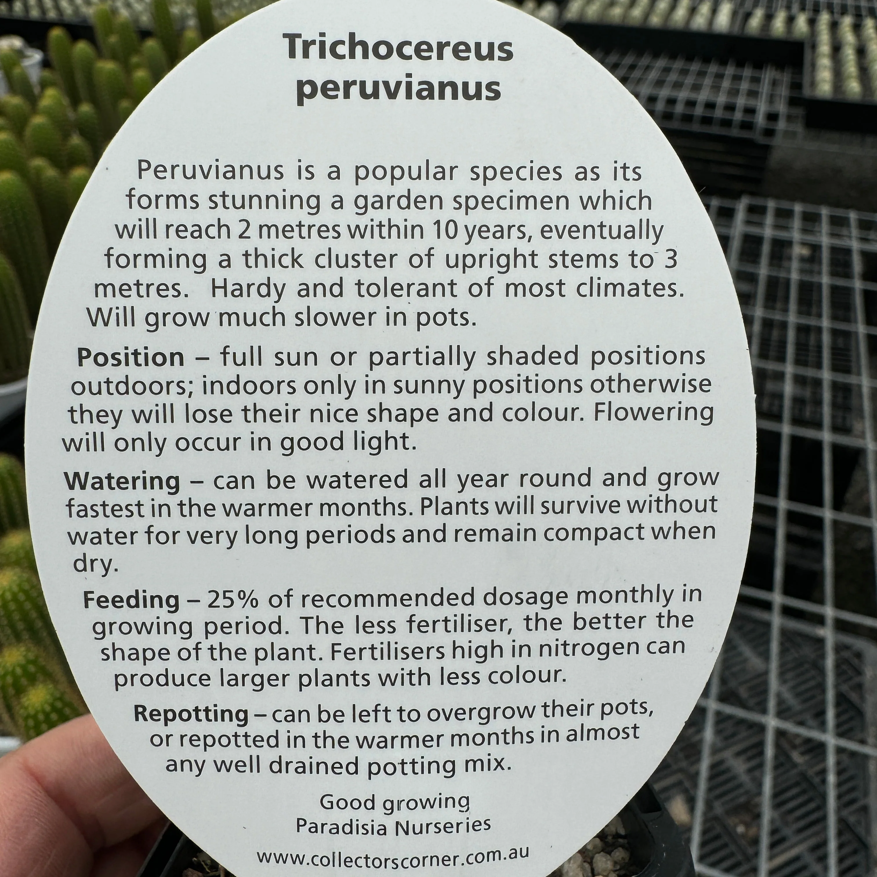 Trichocereus macrogonus syn. Echinopsis macrogona - The Peruvian Torch Cactus - Image 7