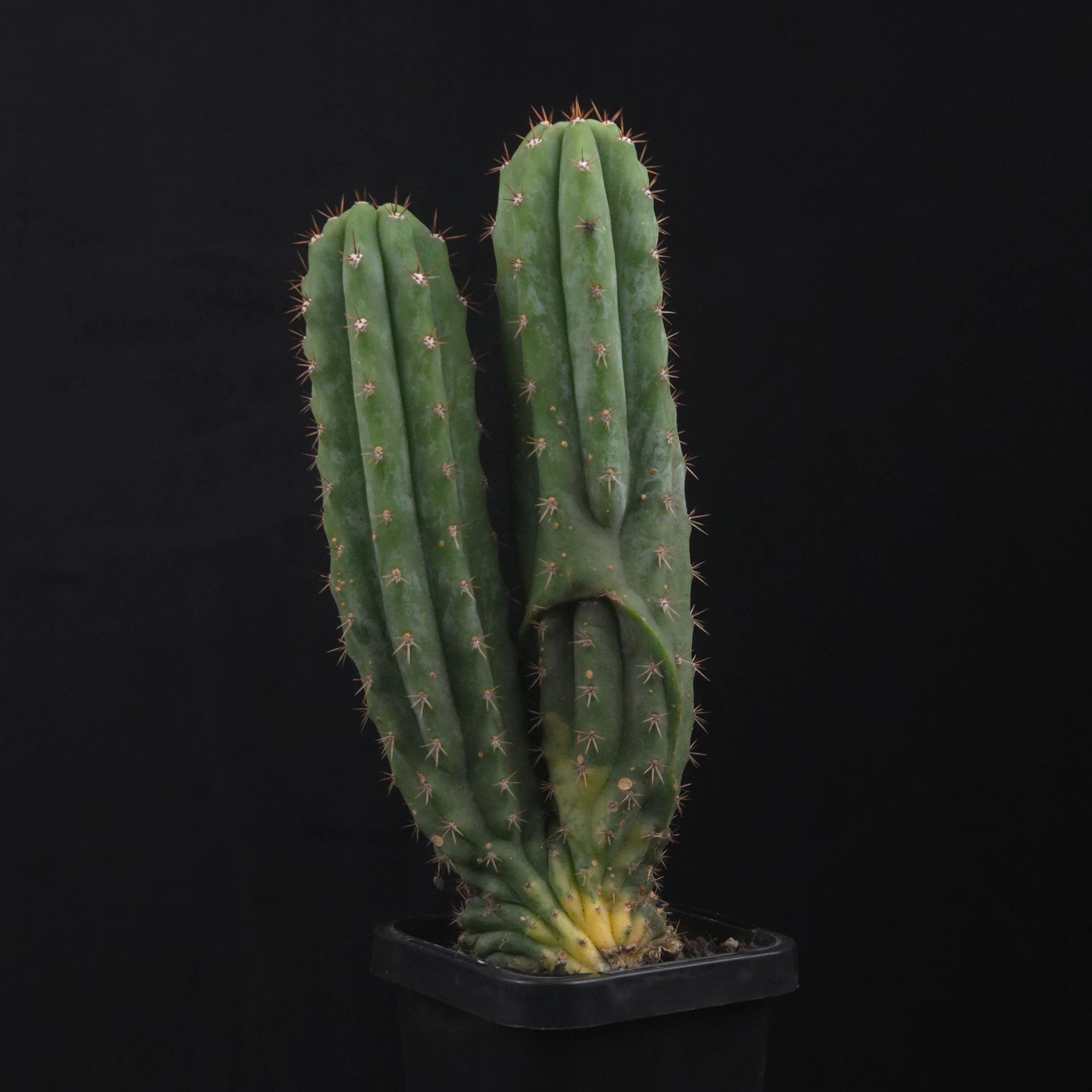 Trichocereus pachanoi cristata variegata (One-Off) - Image 2