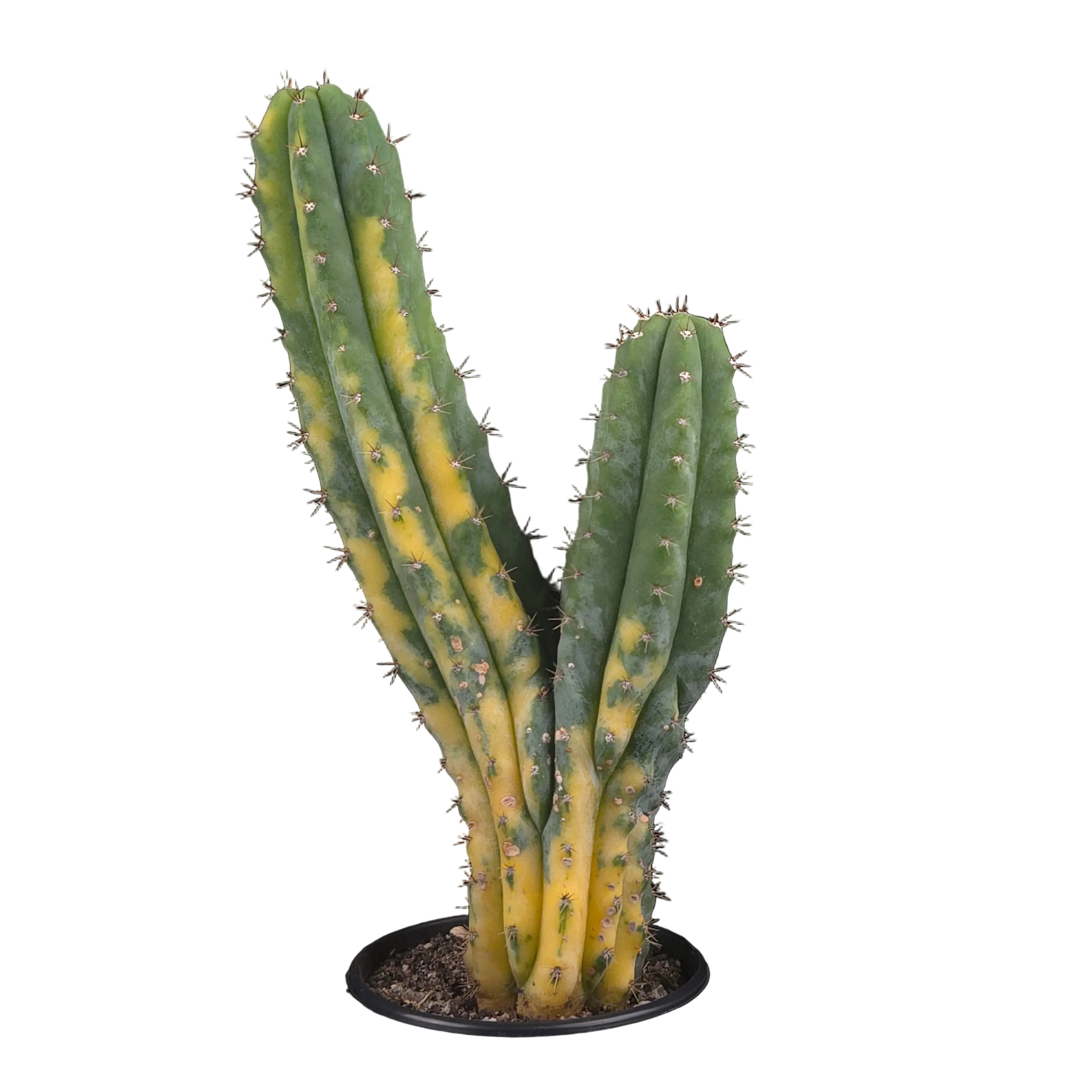 Trichocereus pachanoi cristata variegata (One-Off) - Image 3