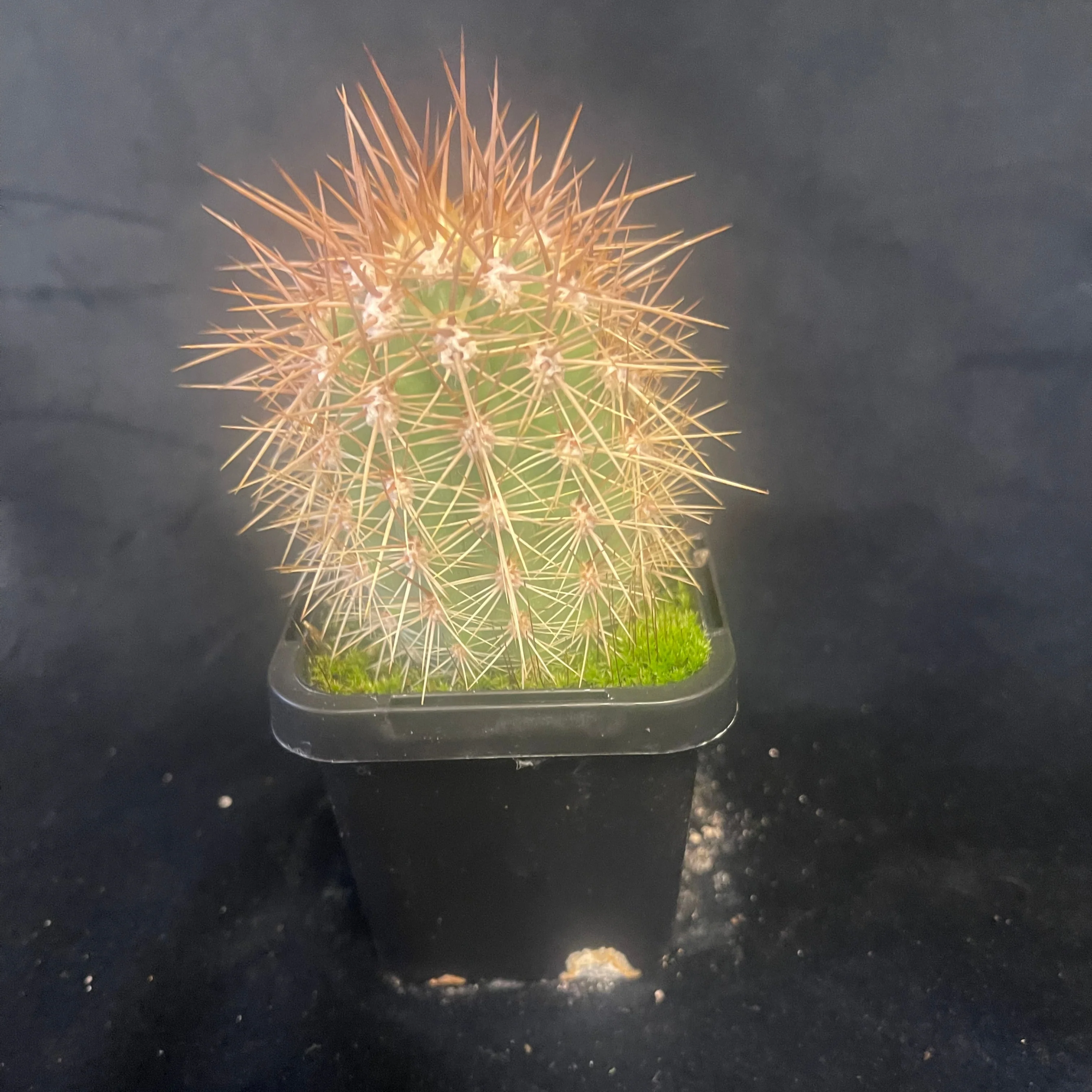 Echinopsis pasacana (Syn. Trichocerus) – Towering Desert Sentinel - Image 2