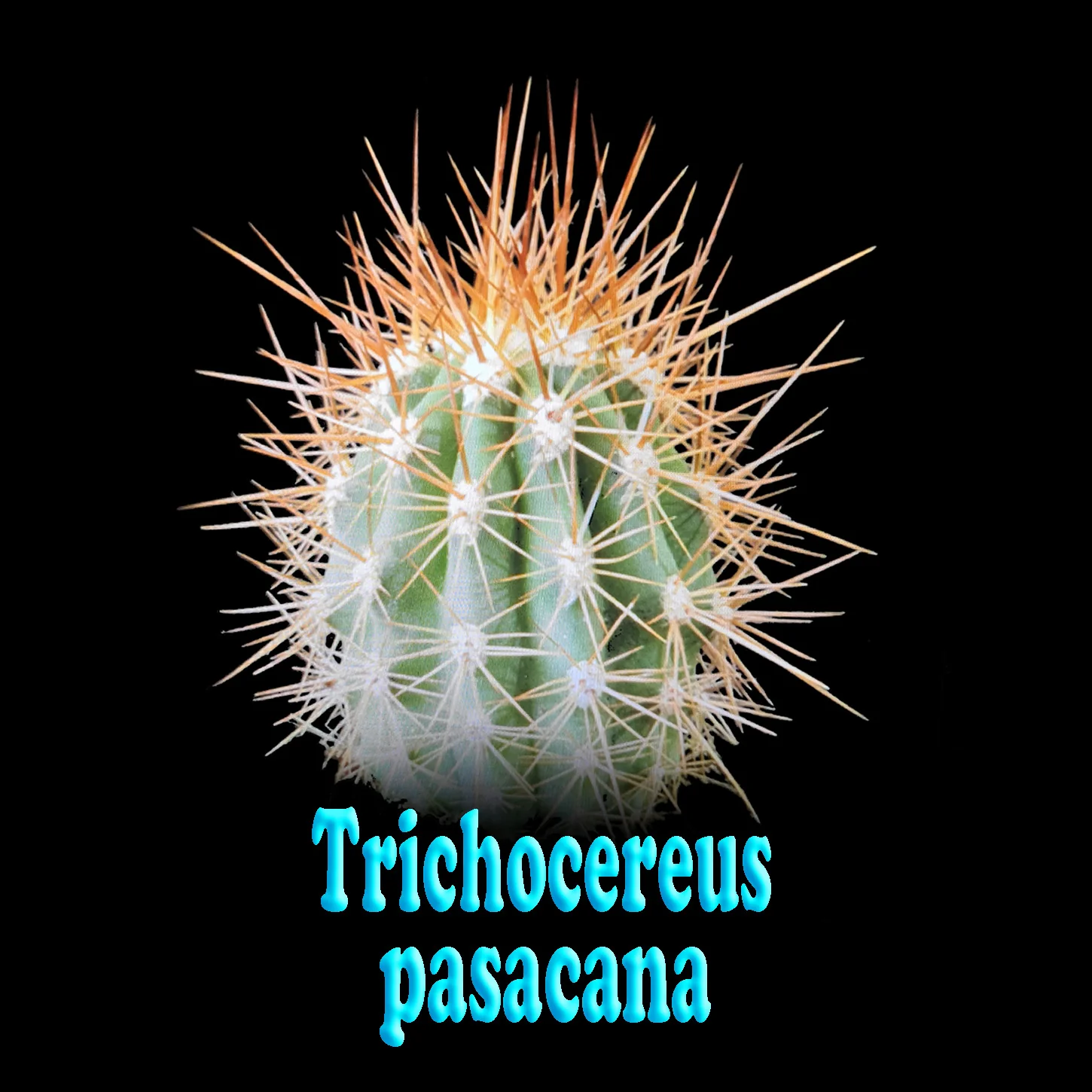 Echinopsis pasacana (Syn. Trichocerus) – Towering Desert Sentinel - Image 3