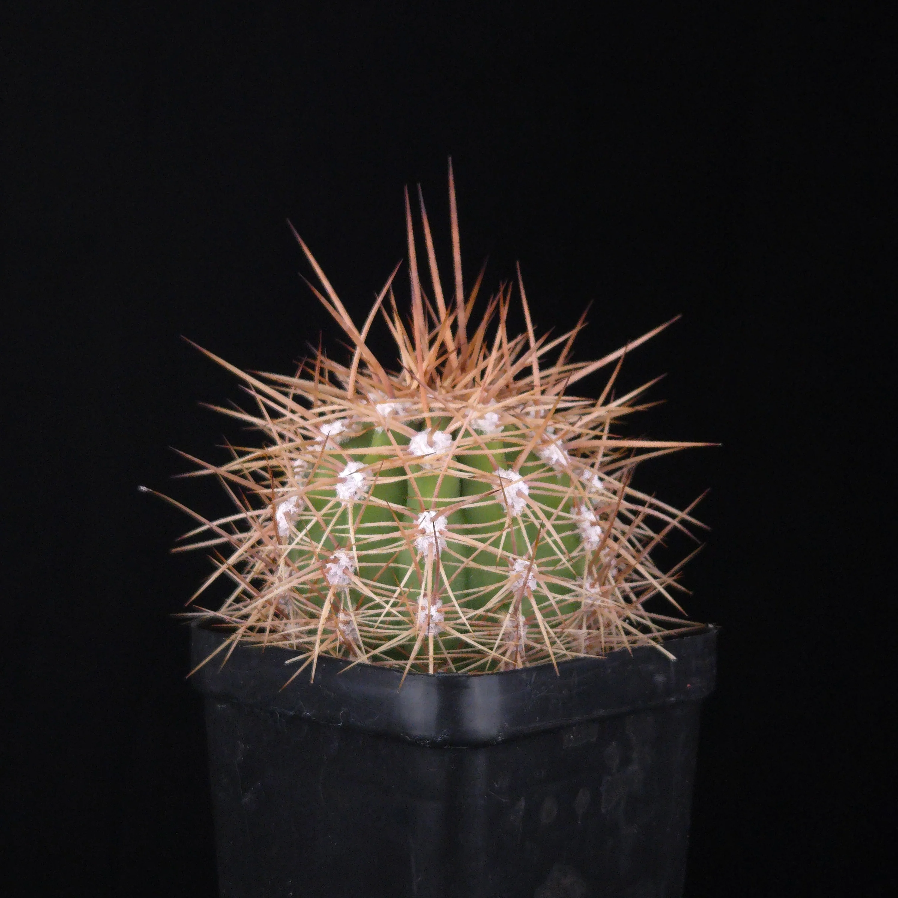 Echinopsis pasacana (Syn. Trichocerus) – Towering Desert Sentinel - Image 4