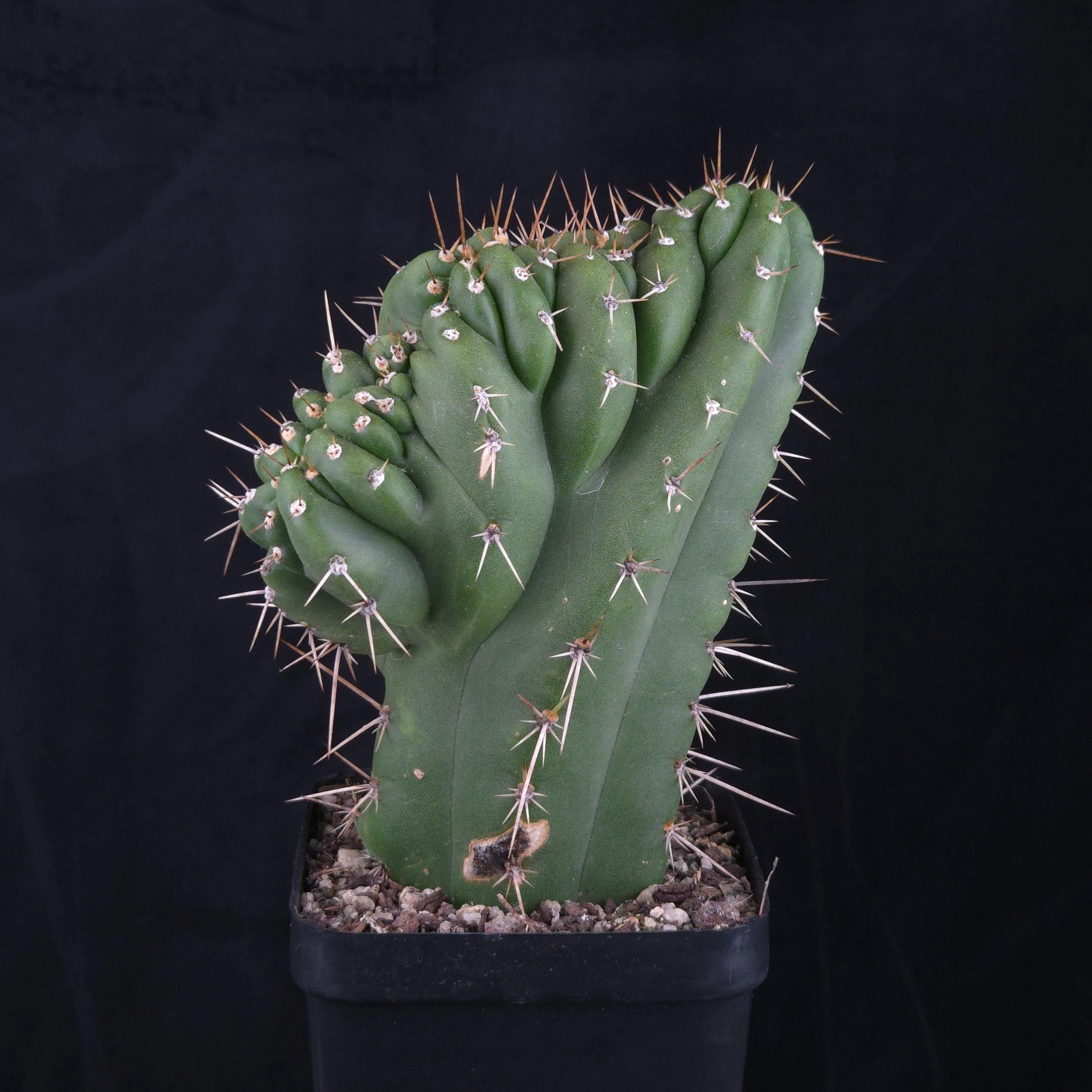 Trichocereus peruvianus 'Twister' (syn. Echinopsis macrogona) - Image 2