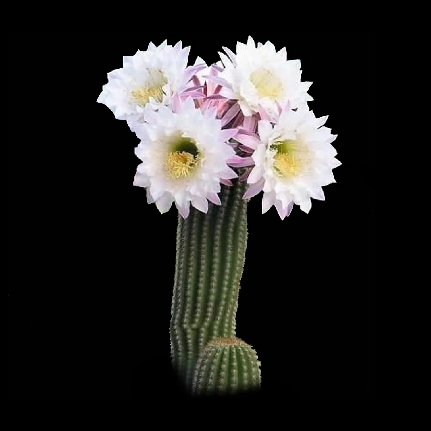 Soehrensia spachiana (Syn. Trichocereus) - Golden Torch Cactus (WA Prohibited)