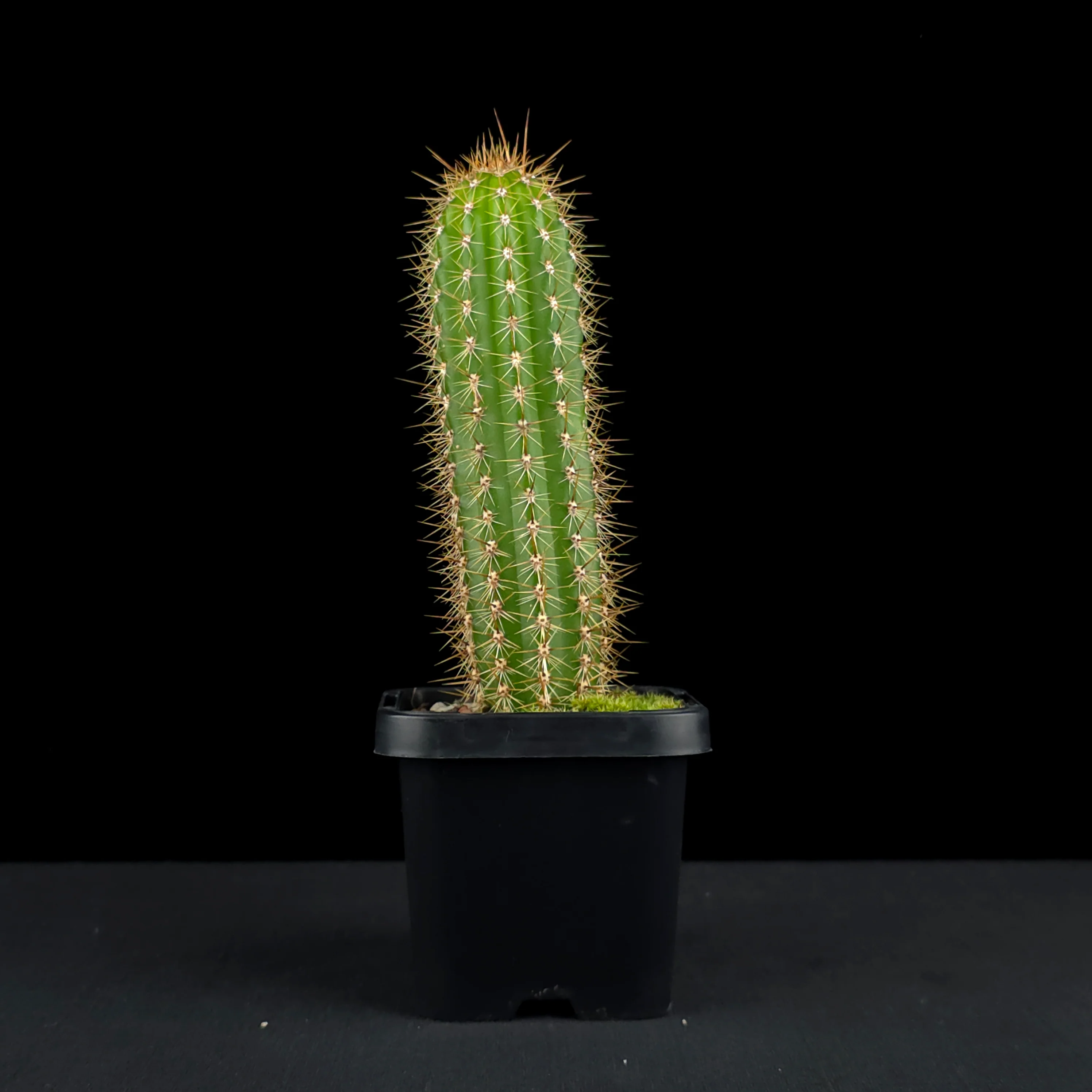 Soehrensia spachiana (Syn. Trichocereus) - Golden Torch Cactus (WA Prohibited) - Image 2