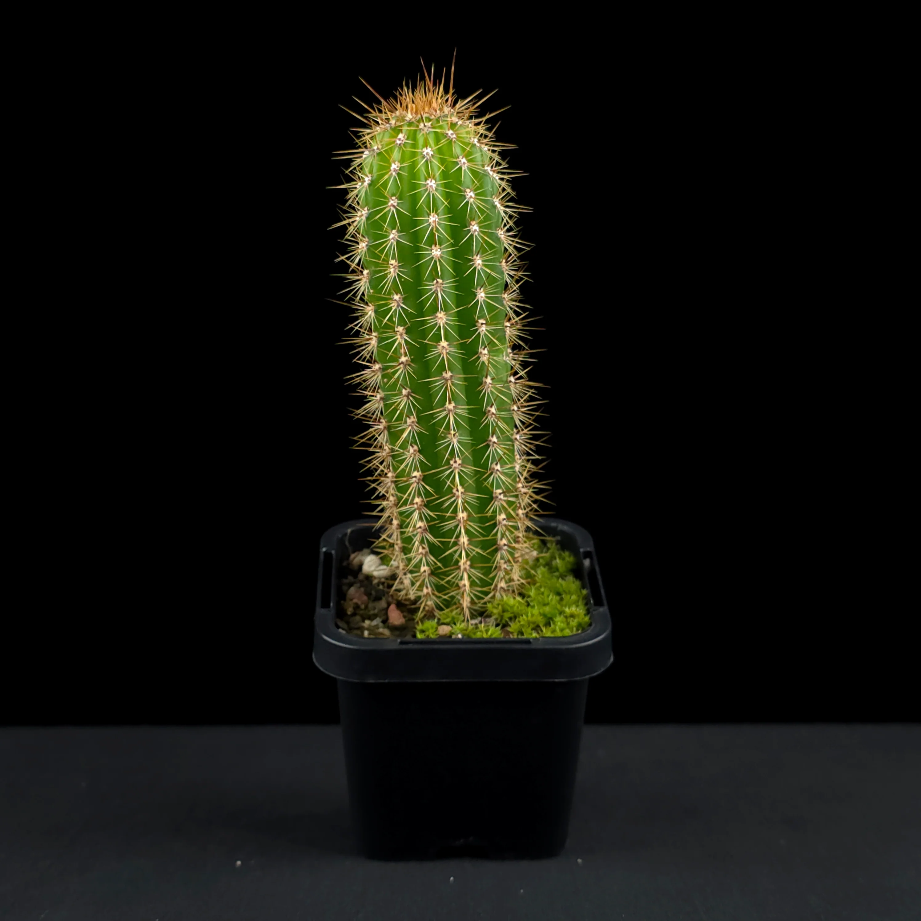Soehrensia spachiana (Syn. Trichocereus) - Golden Torch Cactus (WA Prohibited) - Image 3