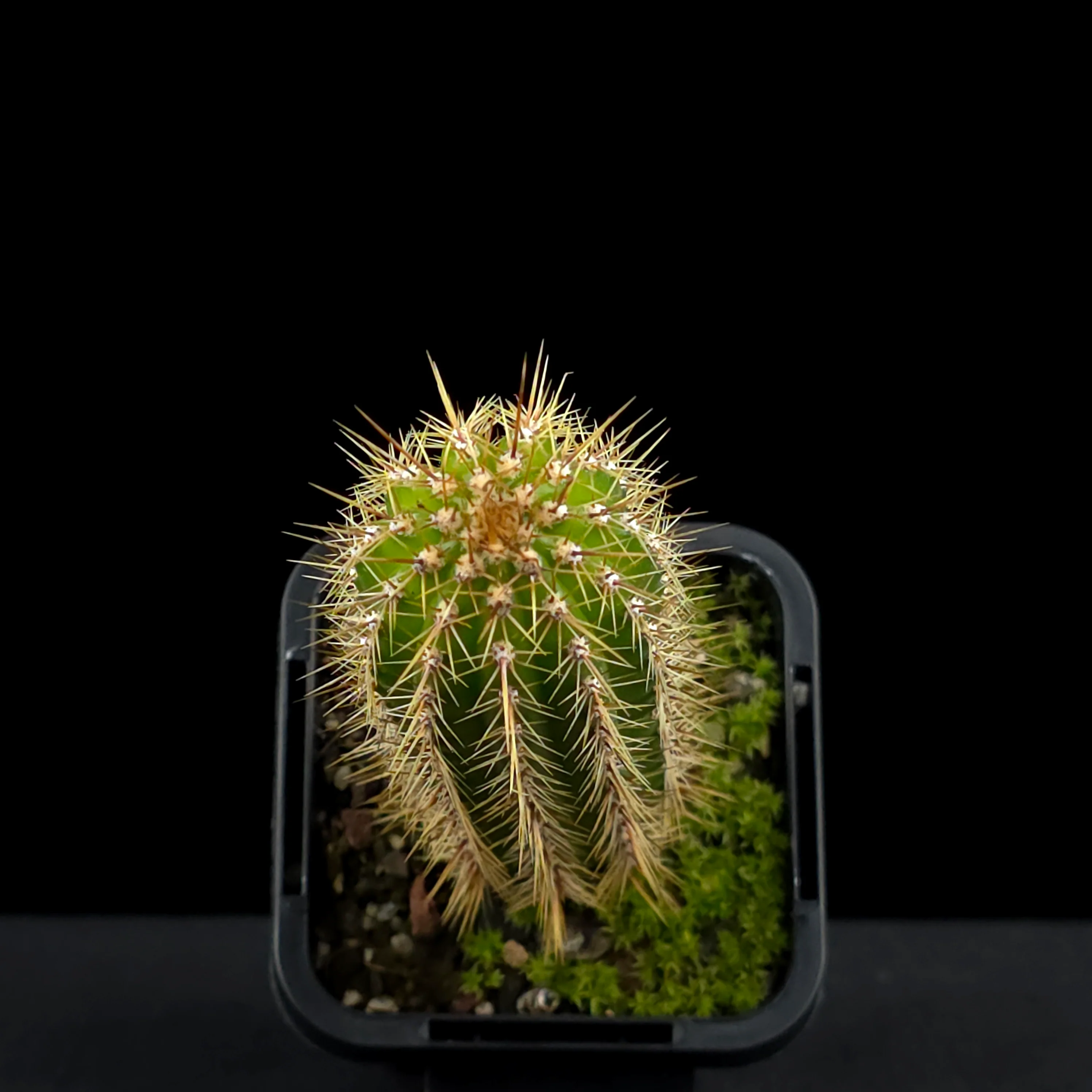 Soehrensia spachiana (Syn. Trichocereus) - Golden Torch Cactus (WA Prohibited) - Image 4