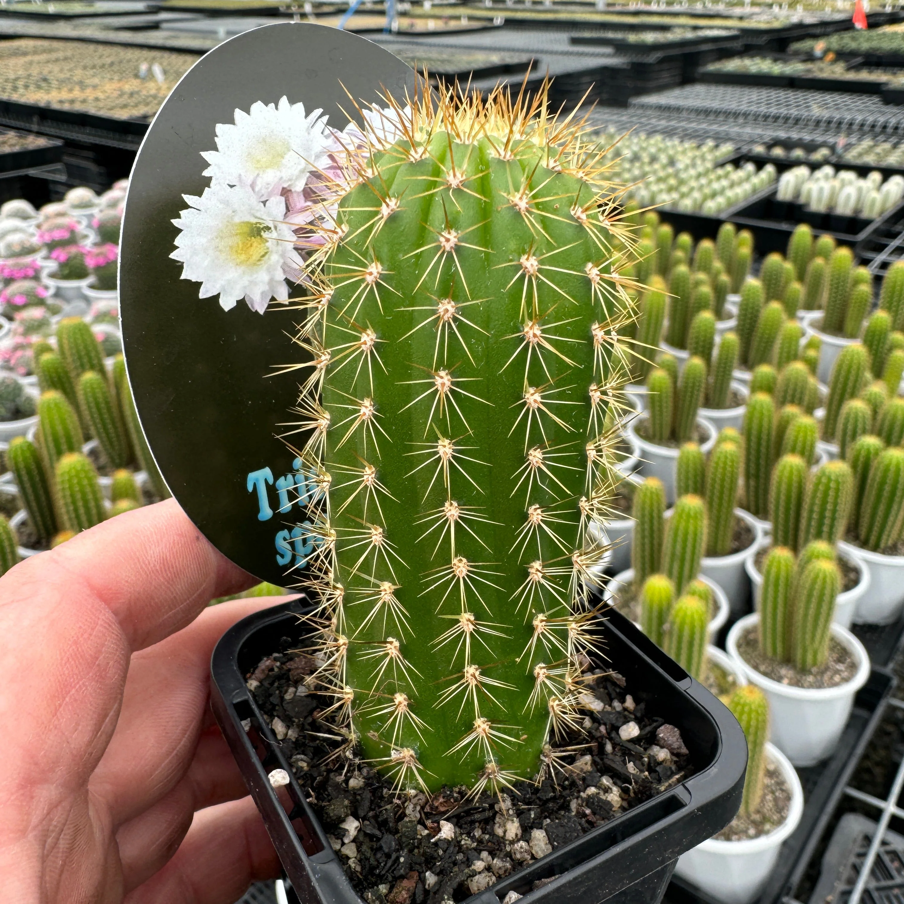 Soehrensia spachiana (Syn. Trichocereus) - Golden Torch Cactus (WA Prohibited) - Image 5