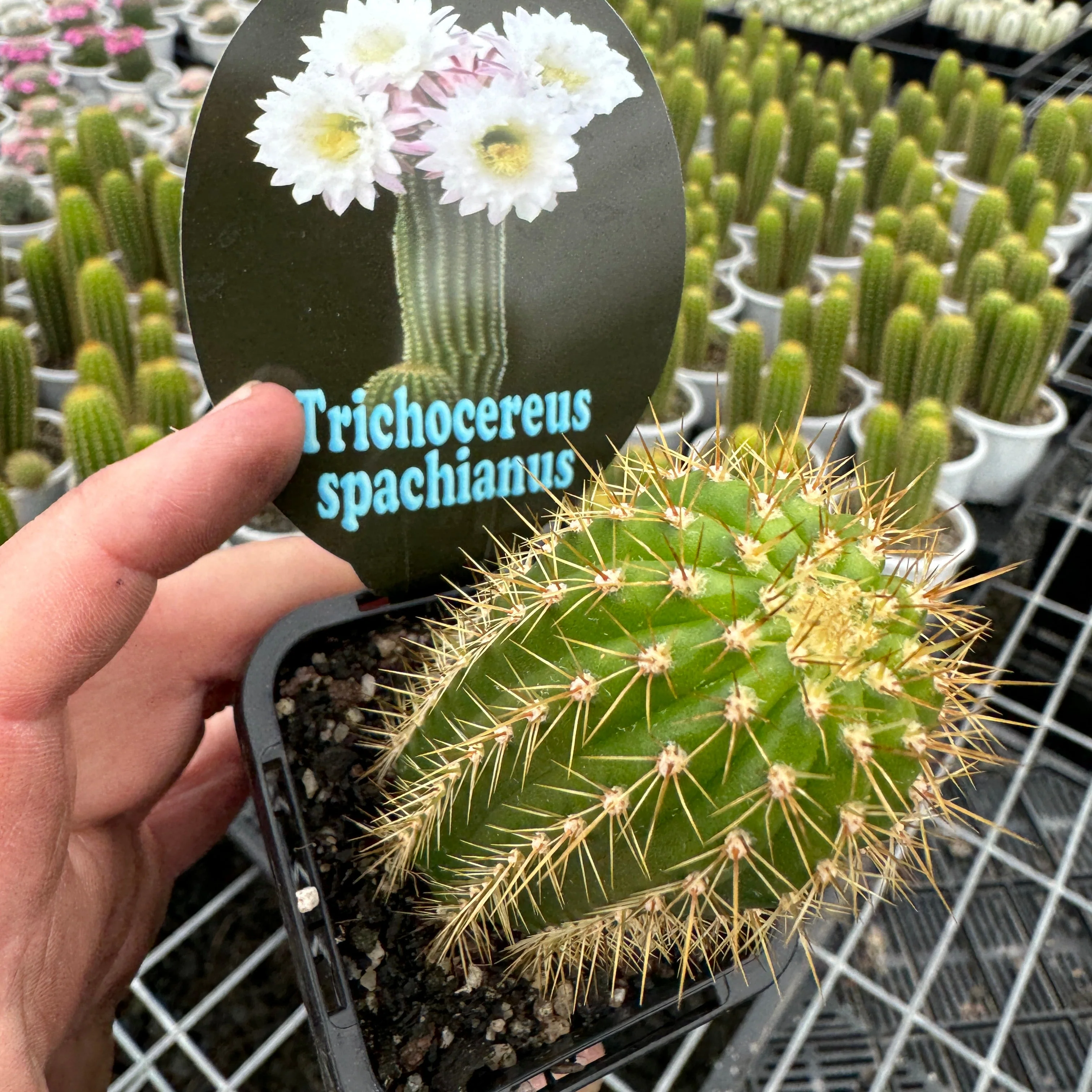 Soehrensia spachiana (Syn. Trichocereus) - Golden Torch Cactus (WA Prohibited) - Image 6