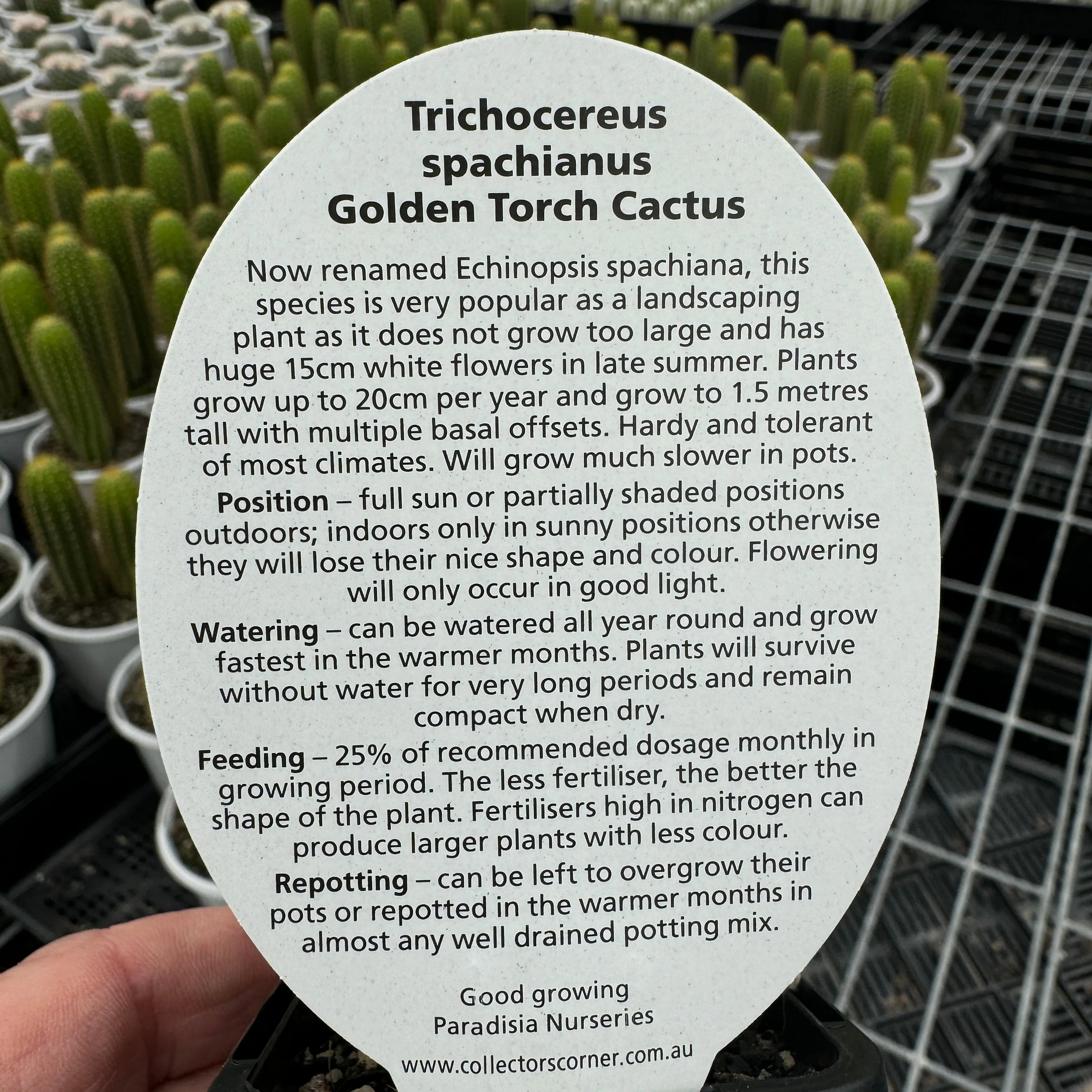 Soehrensia spachiana (Syn. Trichocereus) - Golden Torch Cactus (WA Prohibited) - Image 7