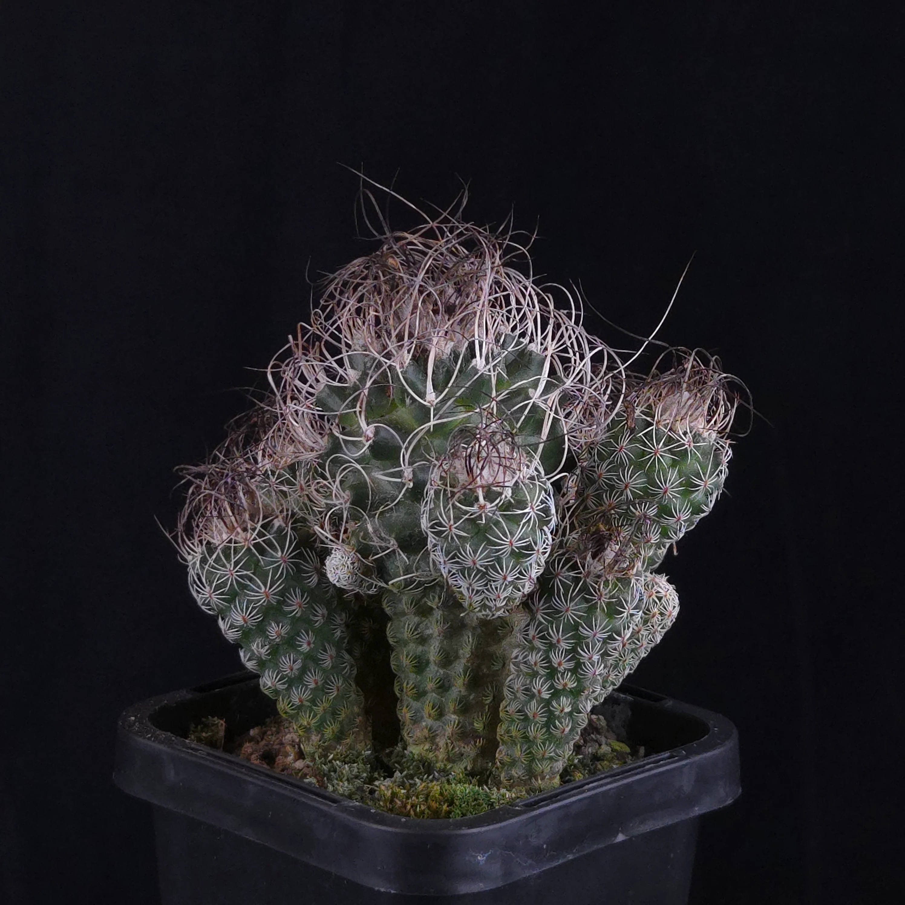 Turbinicarpus krainzianus (WA Prohibited)