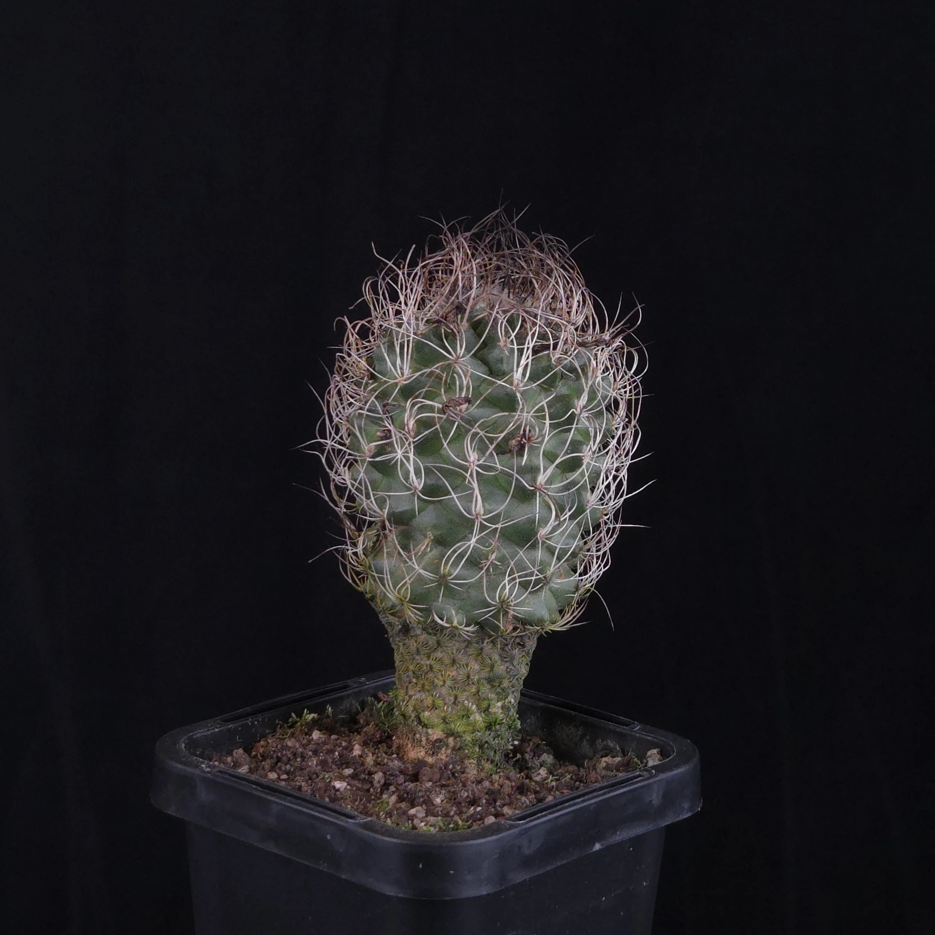 Turbinicarpus krainzianus (WA Prohibited) - Image 2
