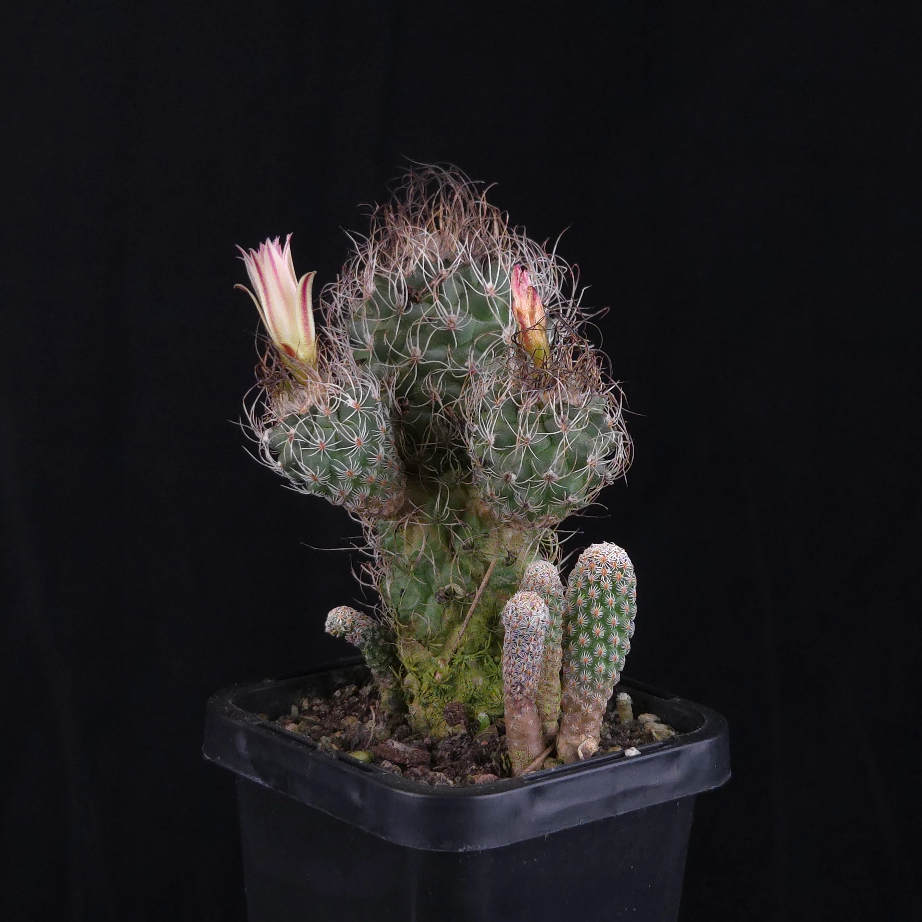 Turbinicarpus krainzianus (WA Prohibited) - Image 3