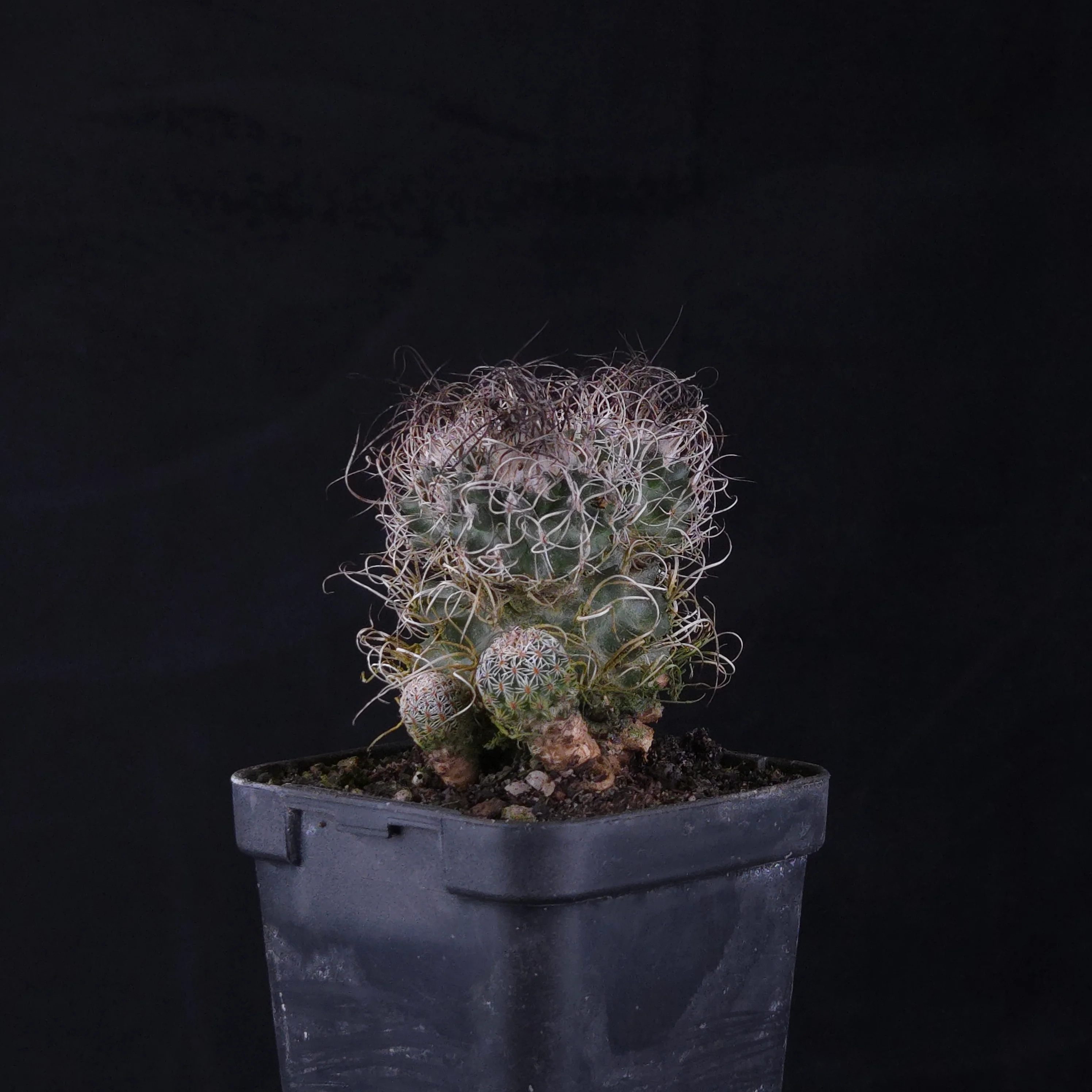 Turbinicarpus krainzianus (WA Prohibited) - Image 4