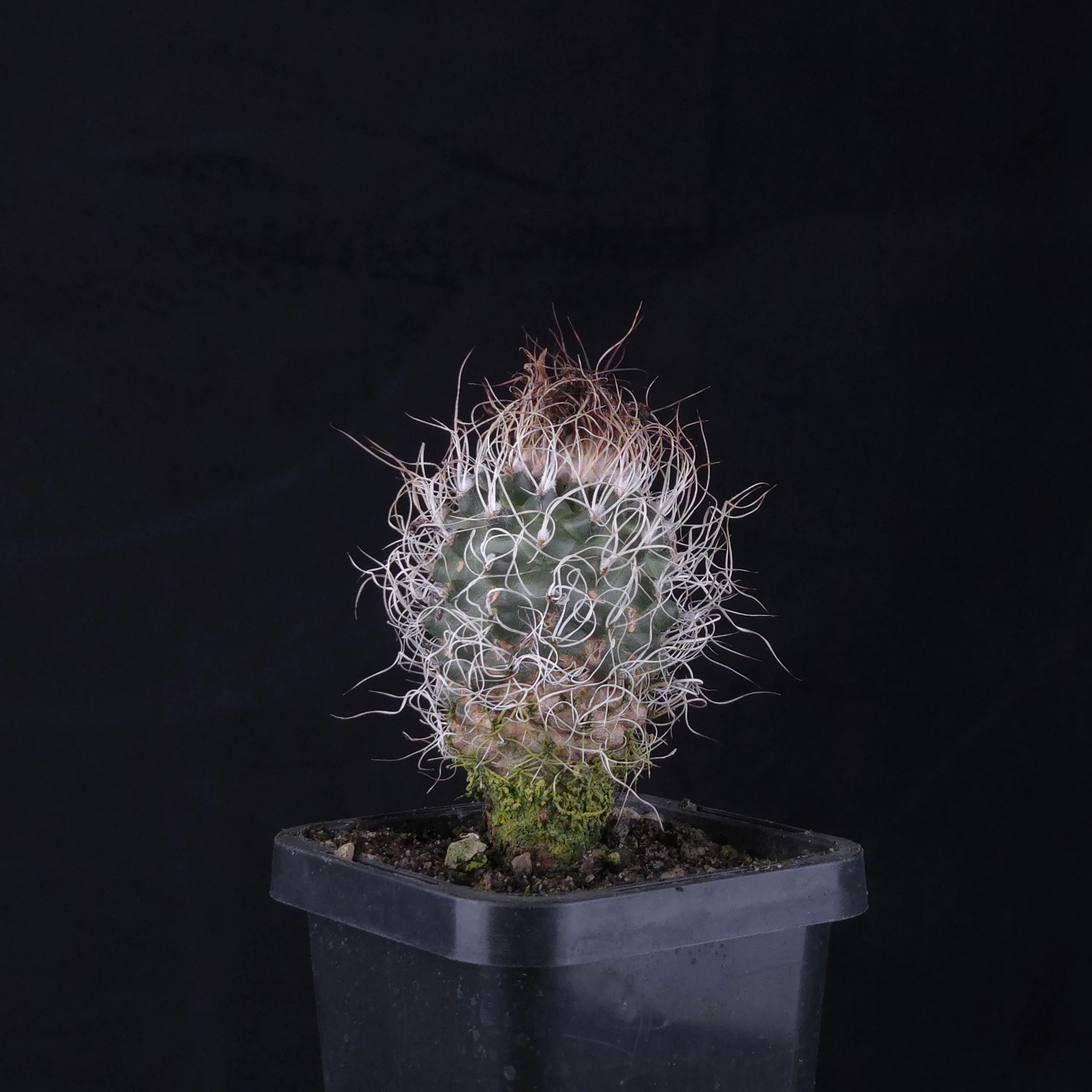 Turbinicarpus krainzianus (WA Prohibited) - Image 5