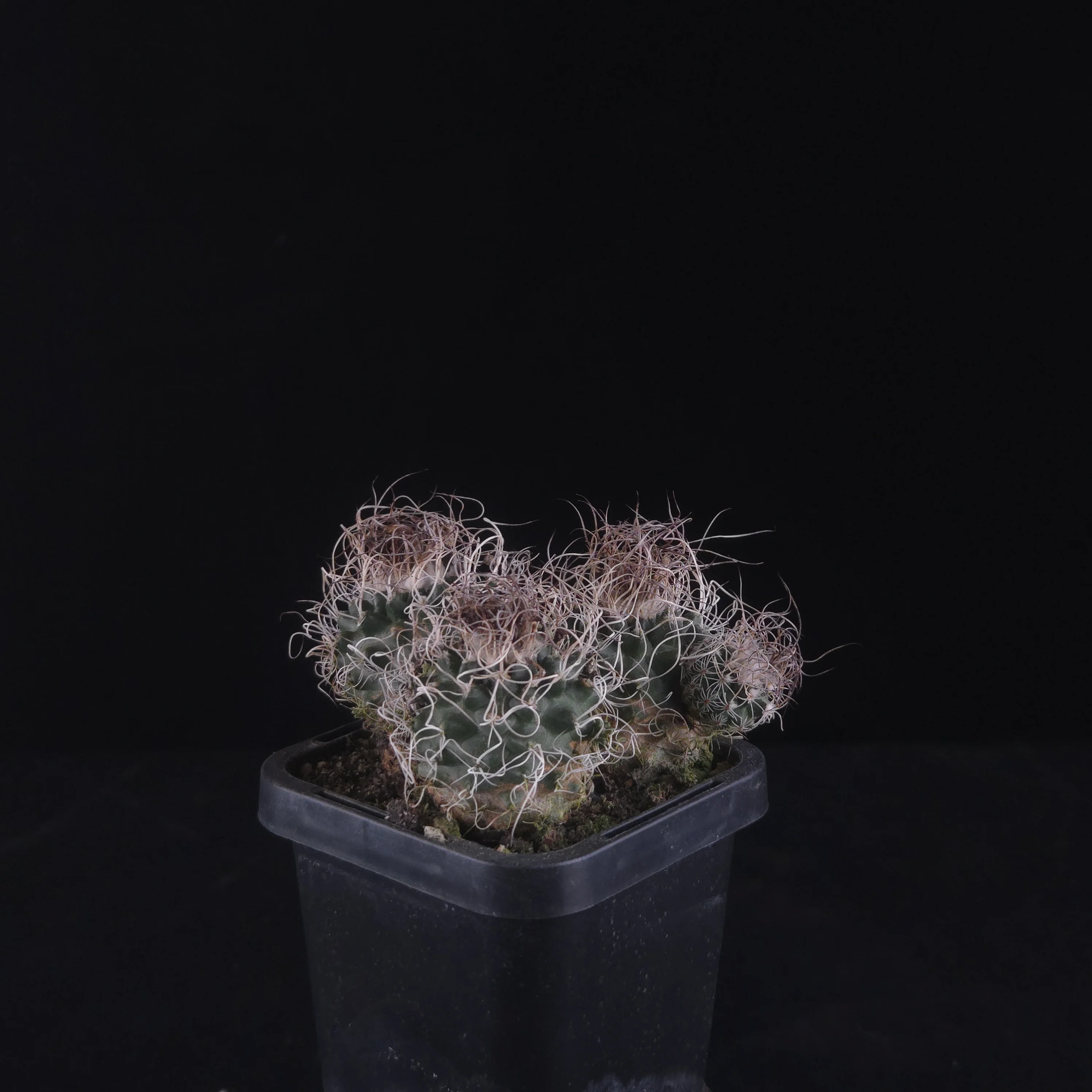 Turbinicarpus krainzianus (WA Prohibited) - Image 6