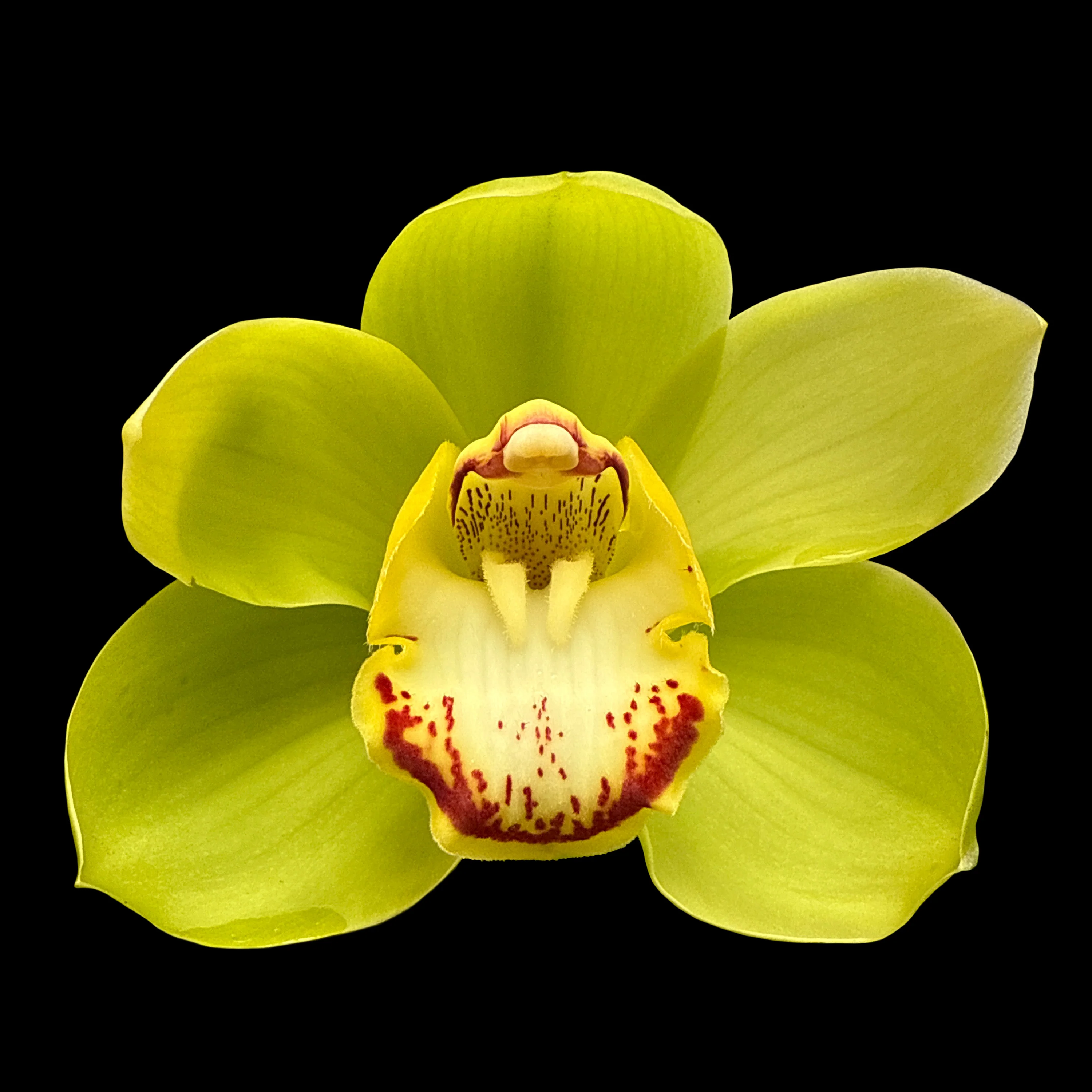 Cymbidium Valley Oracle 'Kermit'