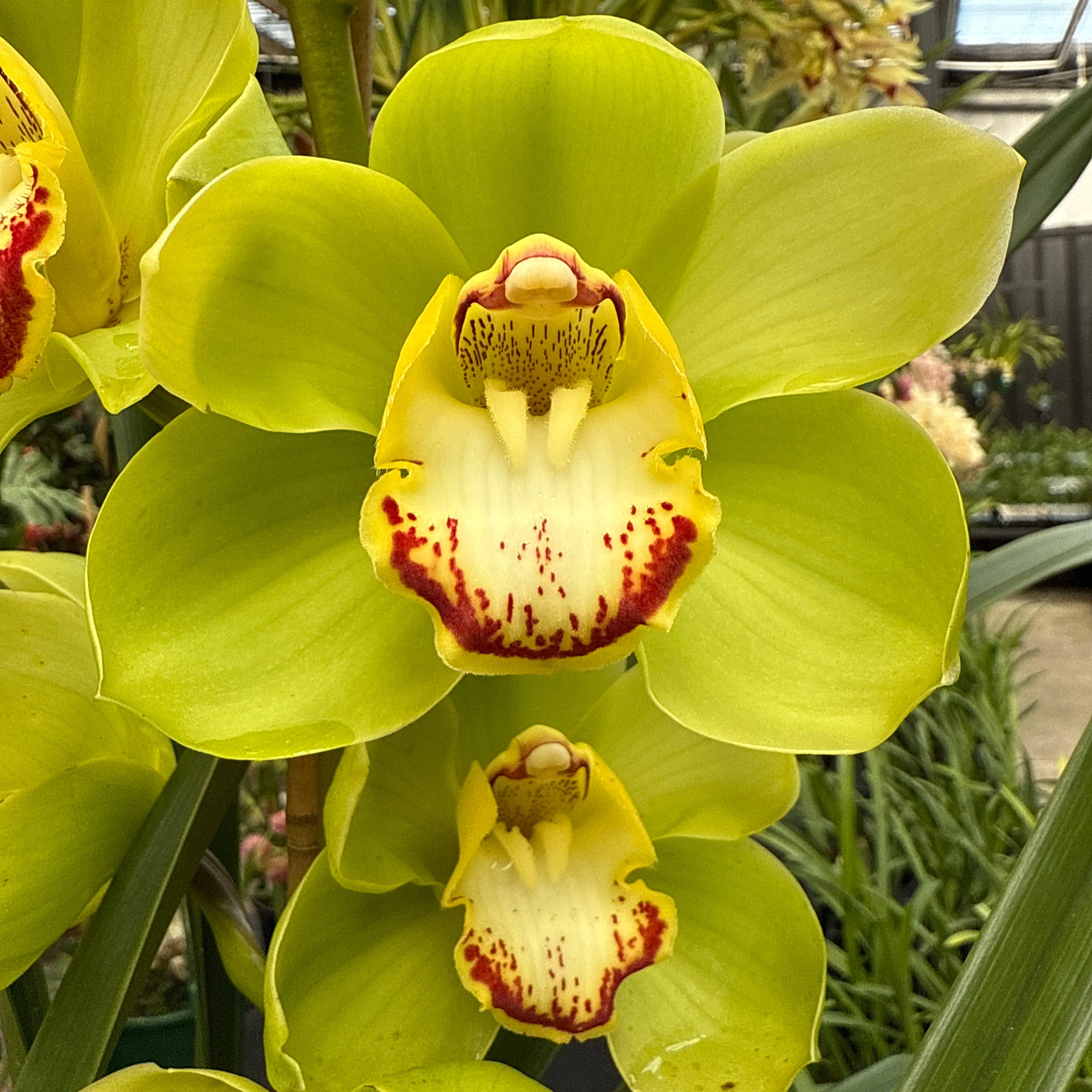 Cymbidium Valley Oracle 'Kermit' - Image 2