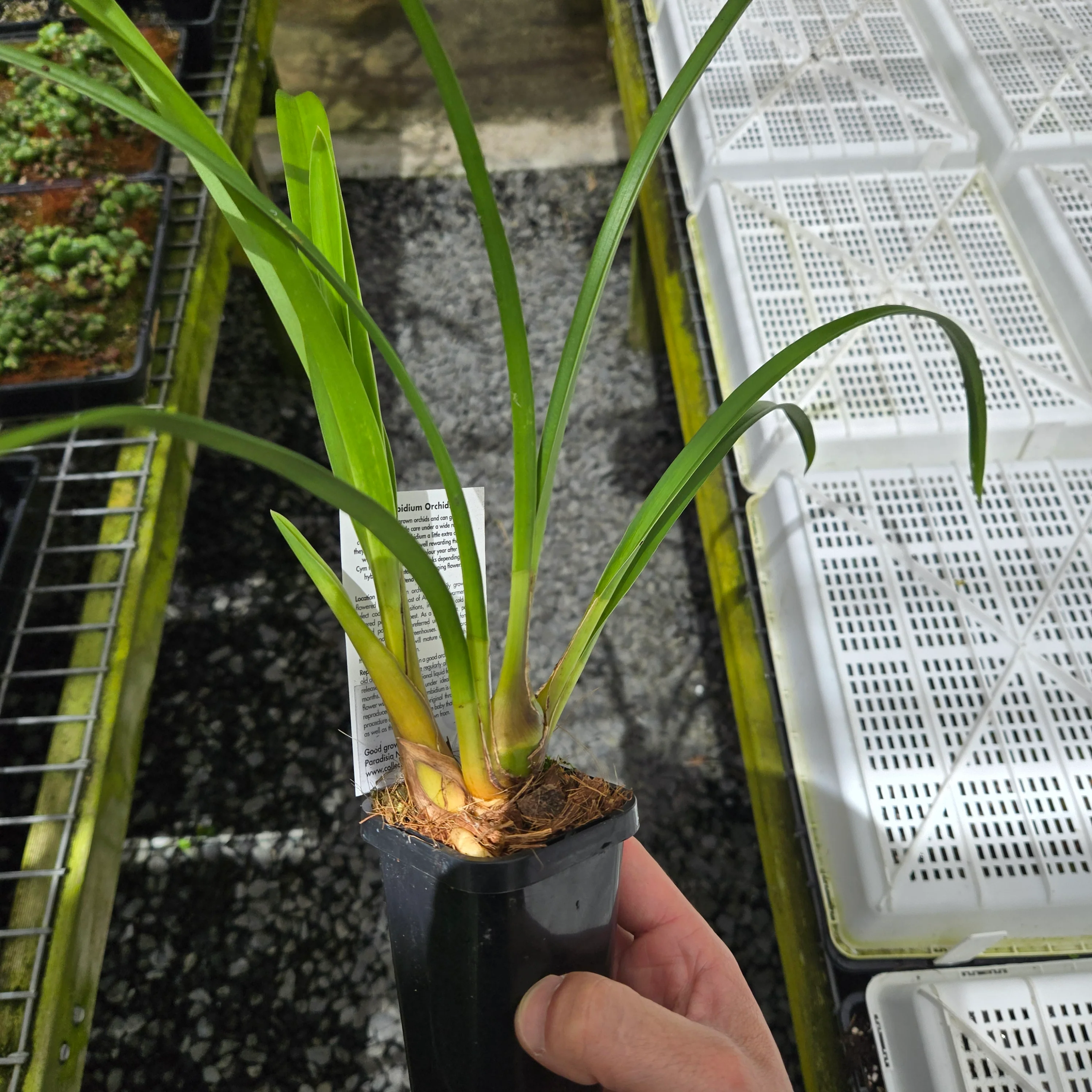 Cymbidium Valley Oracle 'Kermit' - Image 4