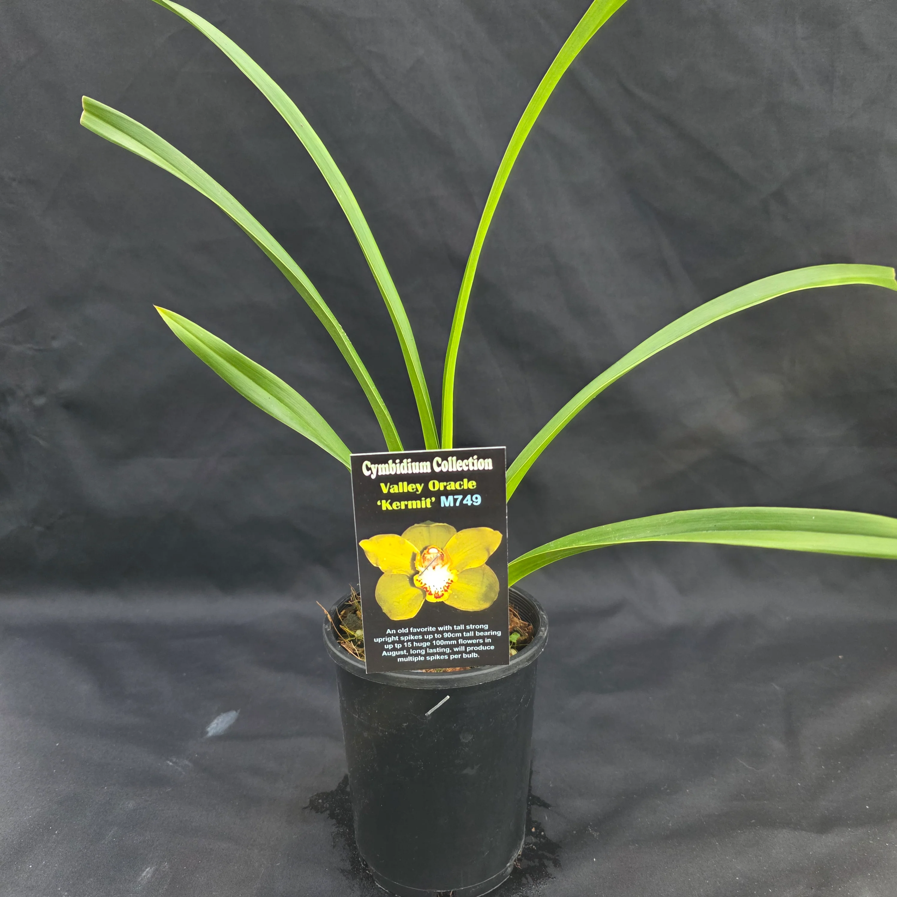 Cymbidium Valley Oracle 'Kermit' - Image 5