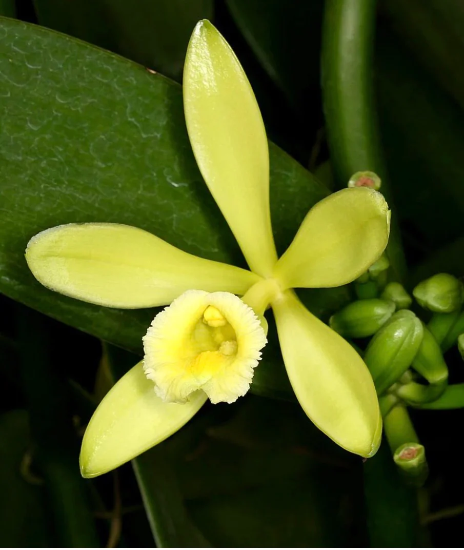 Vanilla planifolia – Vanilla Orchid - Image 3