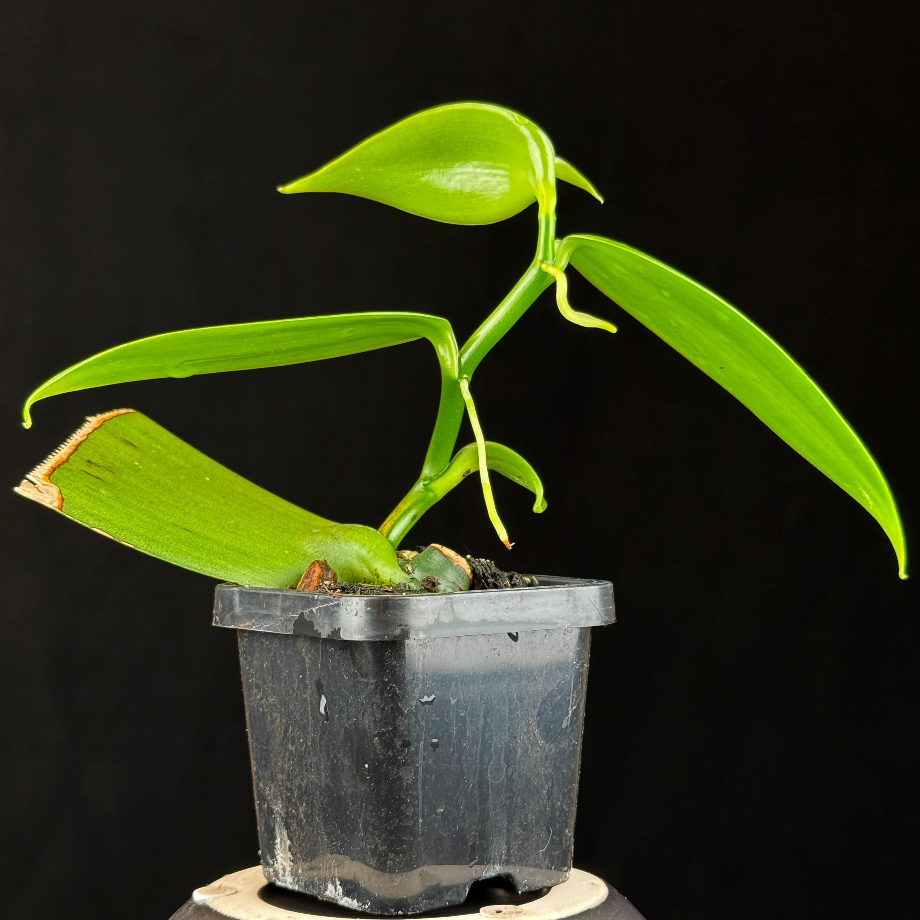 Vanilla planifolia – Vanilla Orchid - Image 4