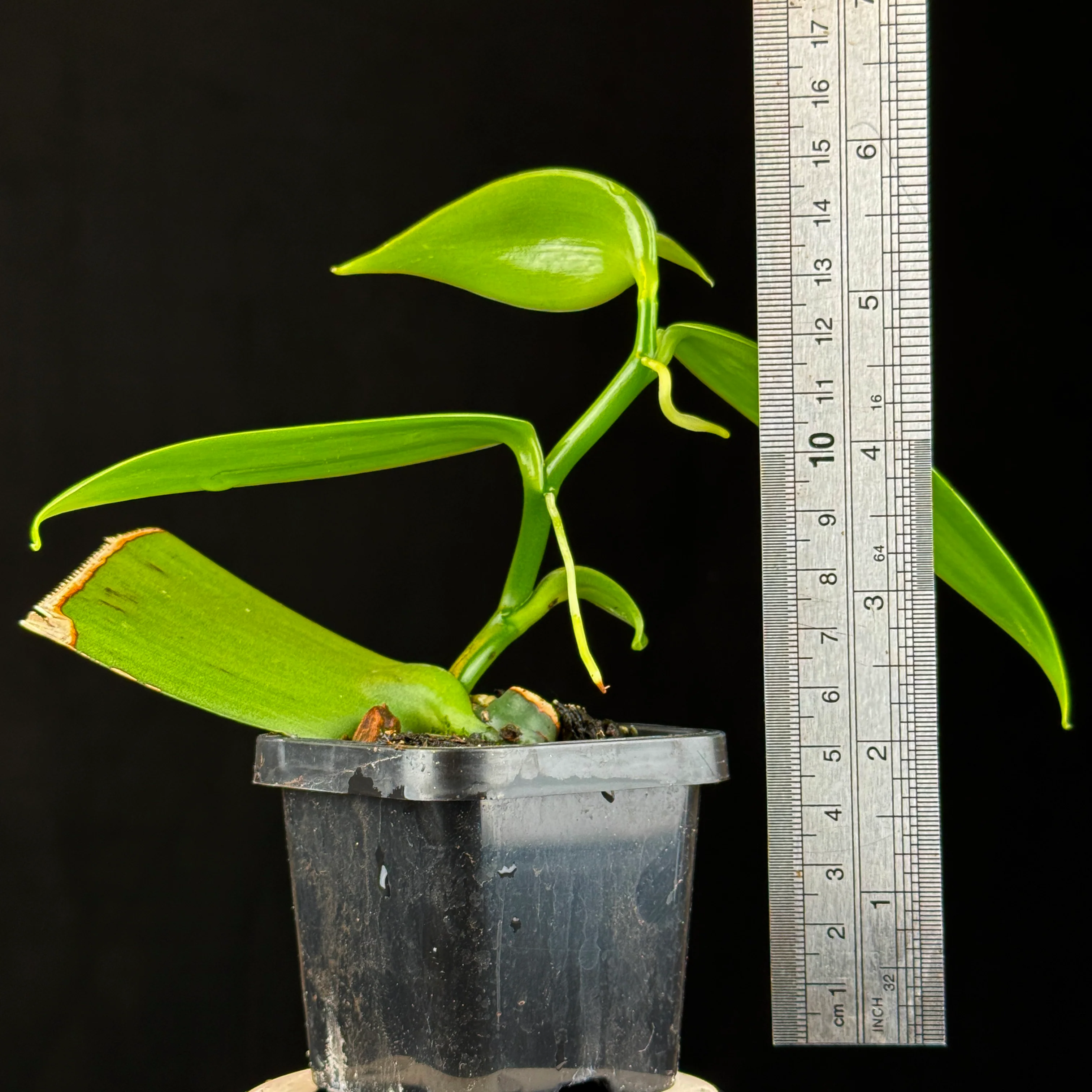 Vanilla planifolia – Vanilla Orchid - Image 5