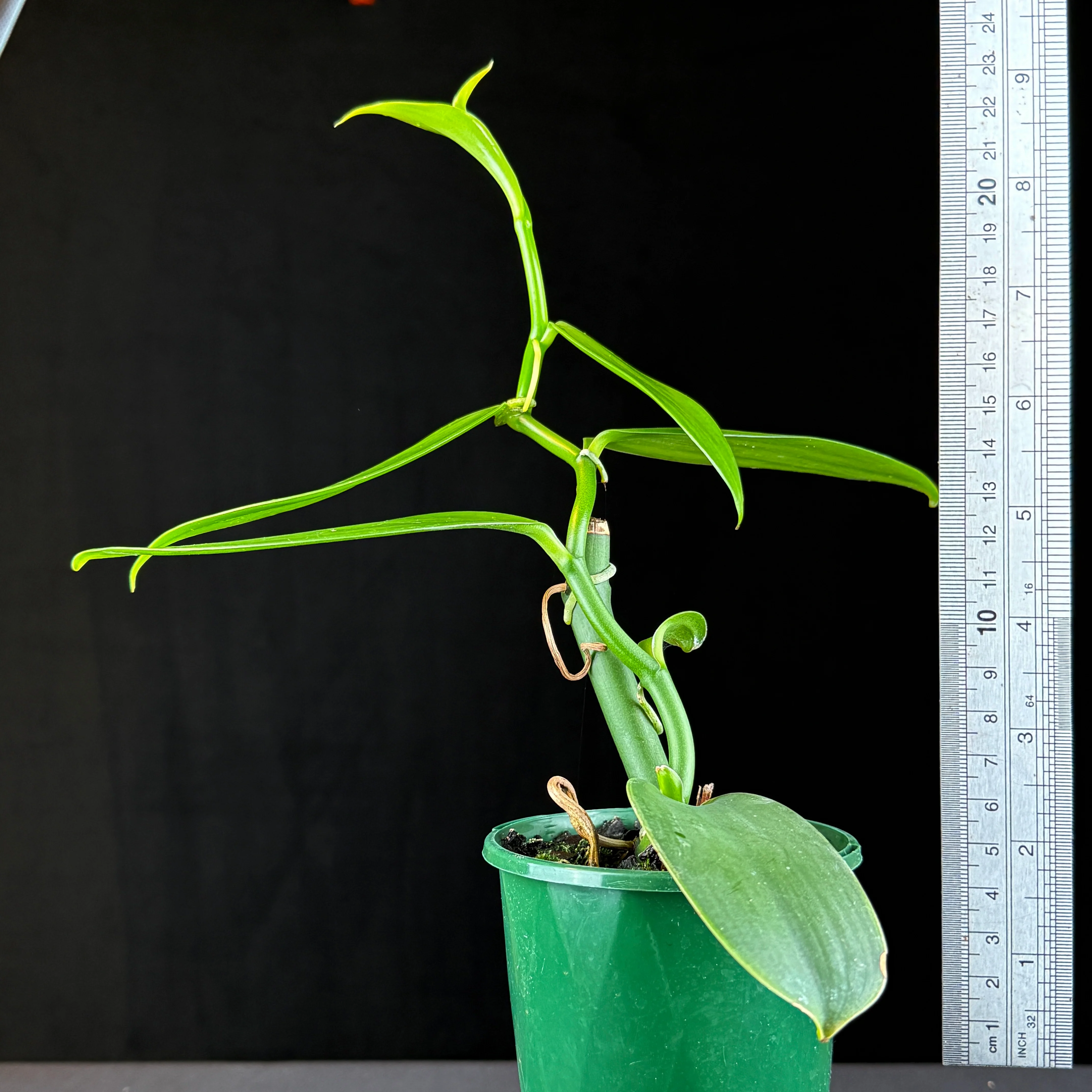 Vanilla planifolia – Vanilla Orchid - Image 6