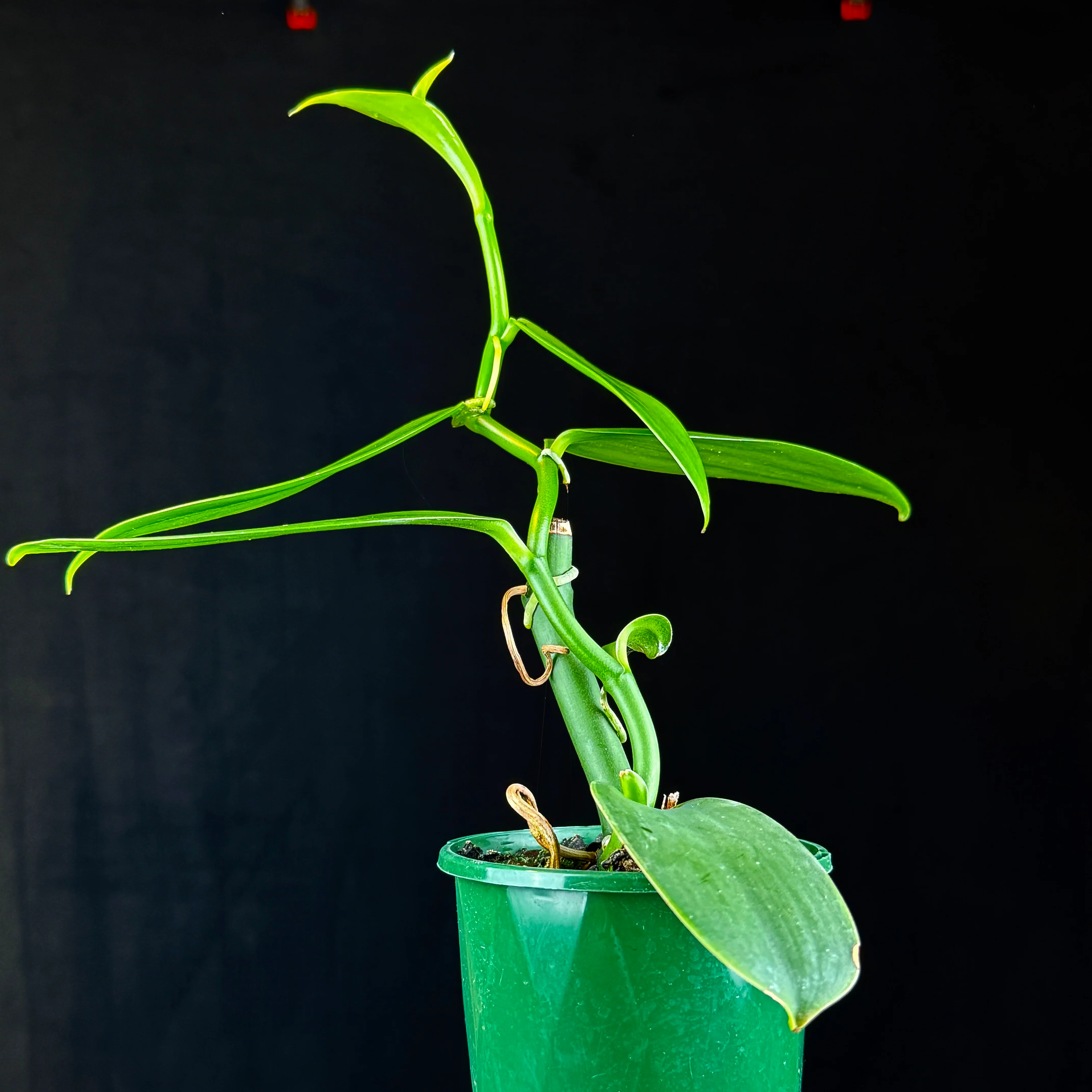 Vanilla planifolia – Vanilla Orchid - Image 7