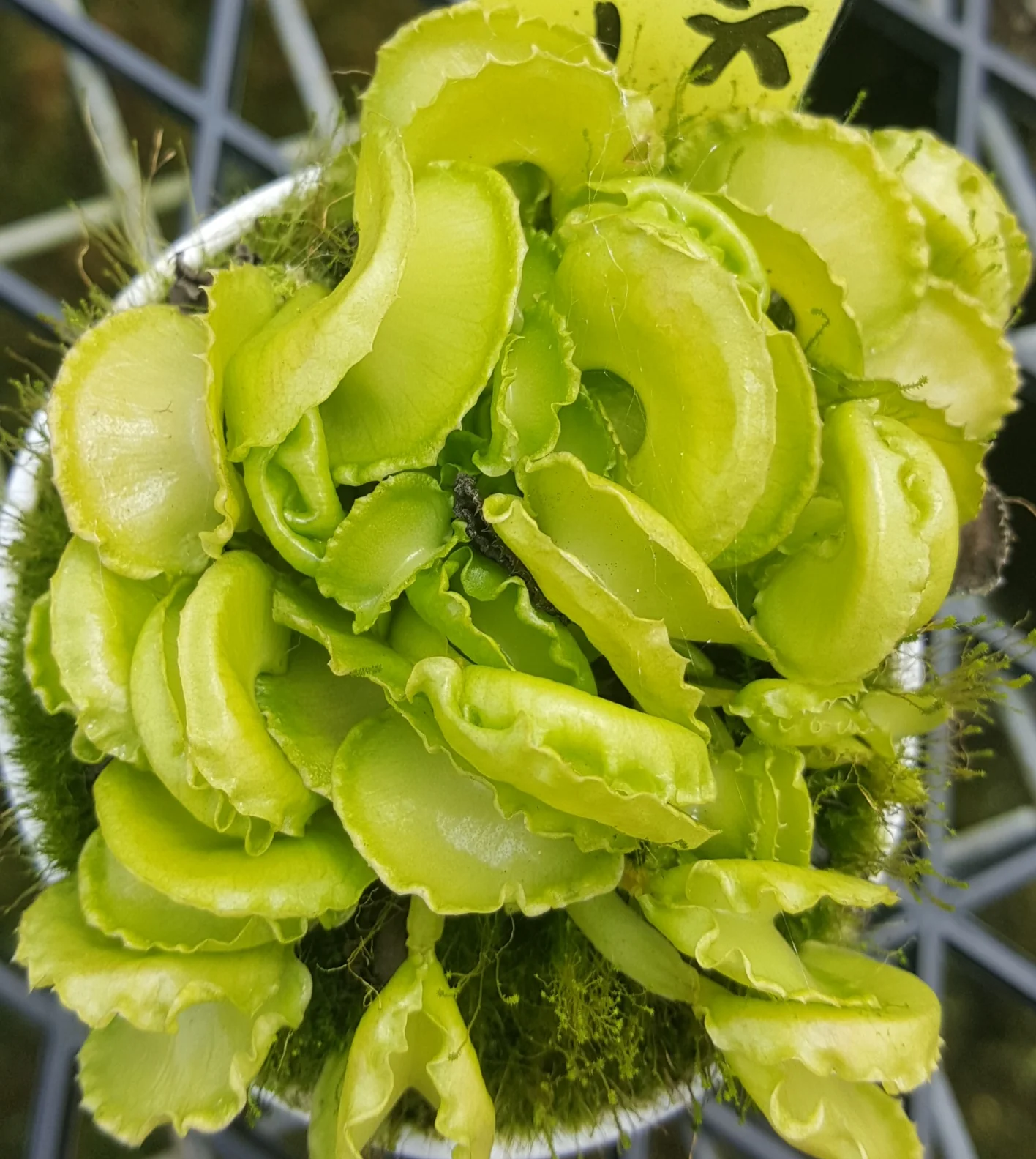 Dionaea muscipula 'Shell Tooth' - Venus Fly Trap (Rare Clone)