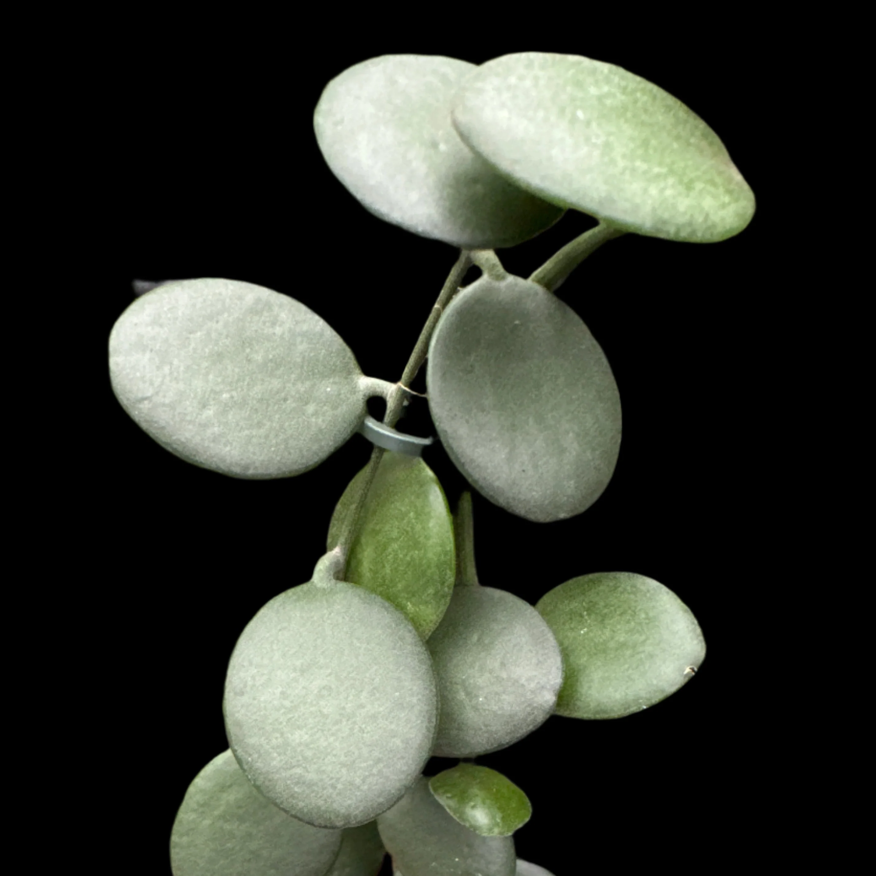 Xerosicyos danguyi 'Silver Dollar Vine'
