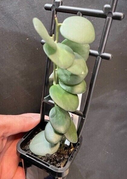 Xerosicyos danguyi 'Silver Dollar Vine' - Image 2