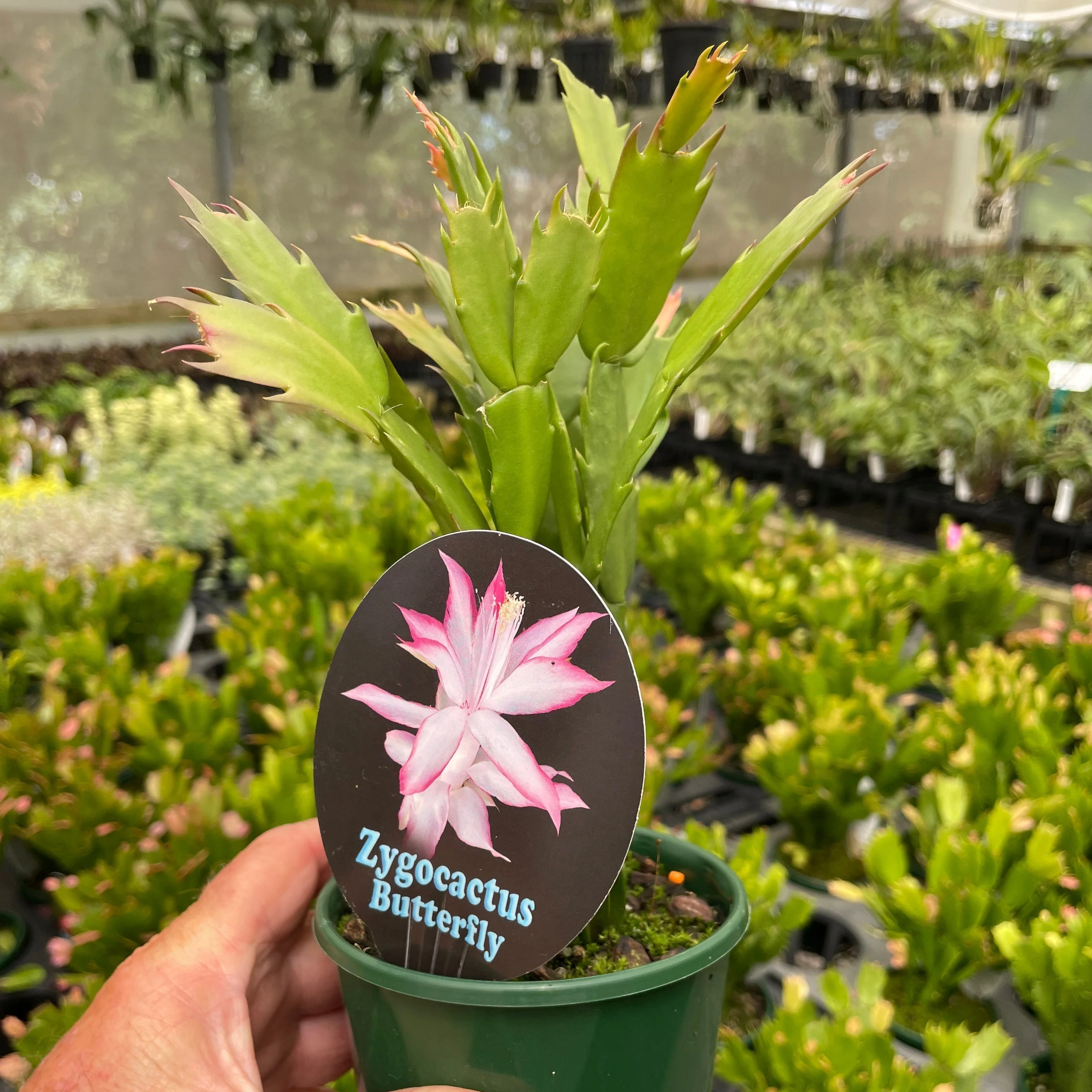Schlumbergera (Zygocactus) 'Butterfly' - Image 3