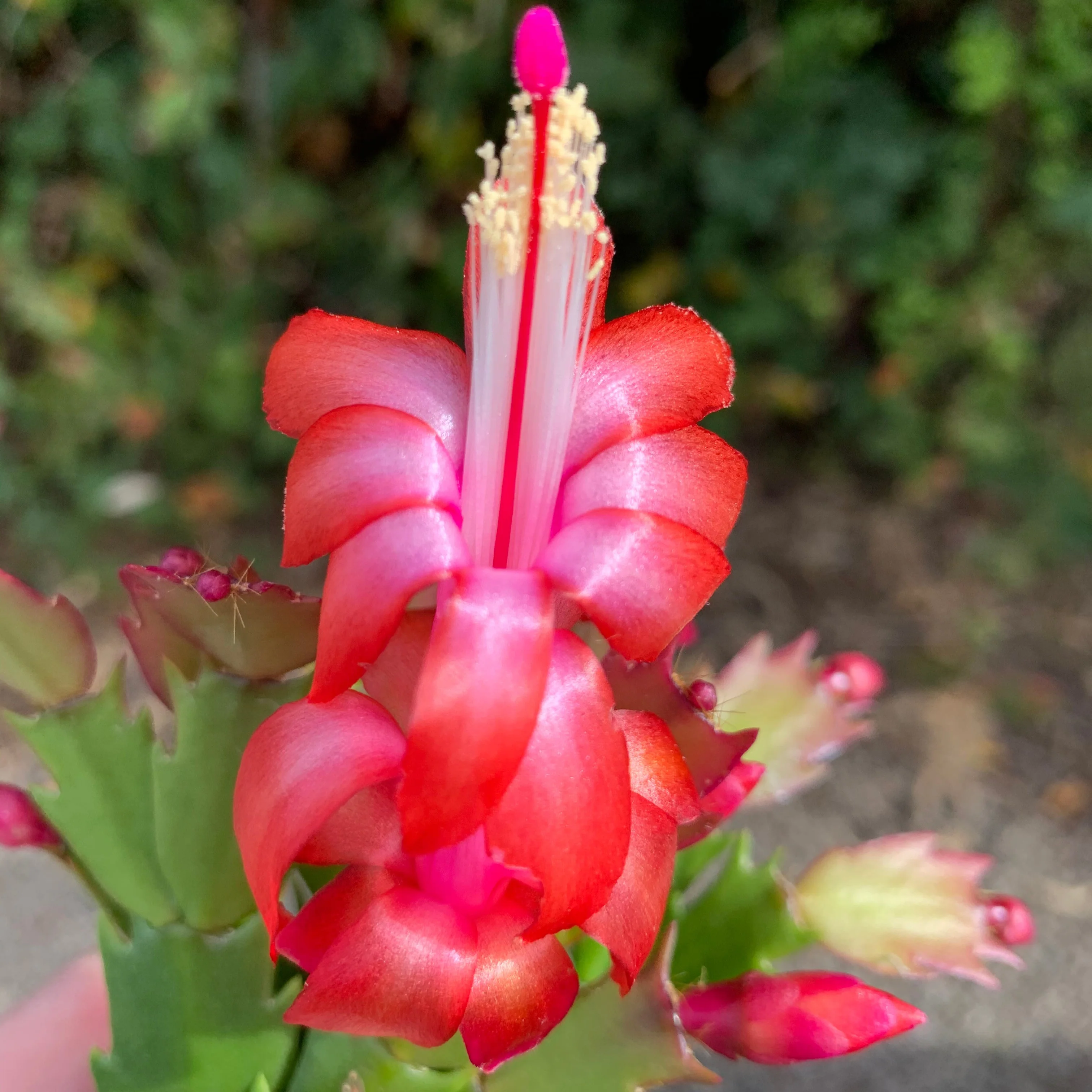Schlumbergera (Zygocactus) 'Caribbean Dancer' - Image 3