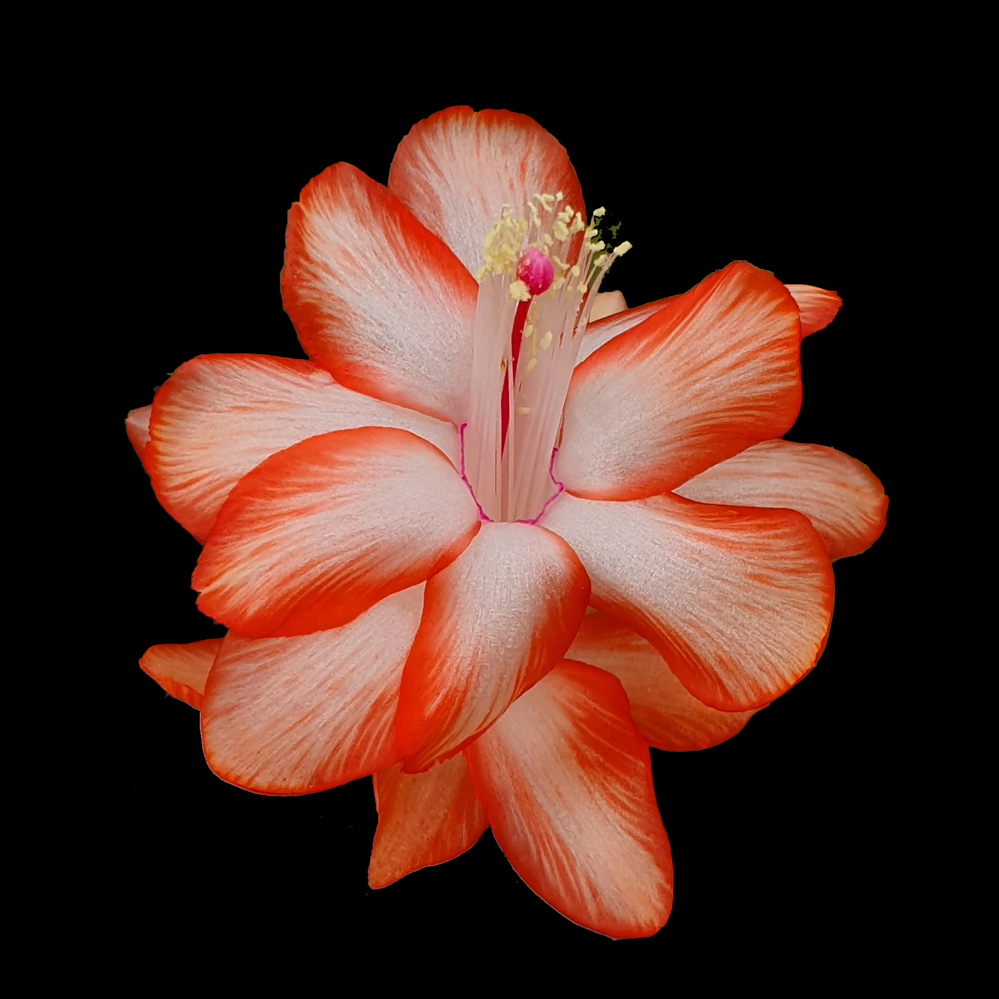 Schlumbergera (Zygocactus) 'Cecilia'