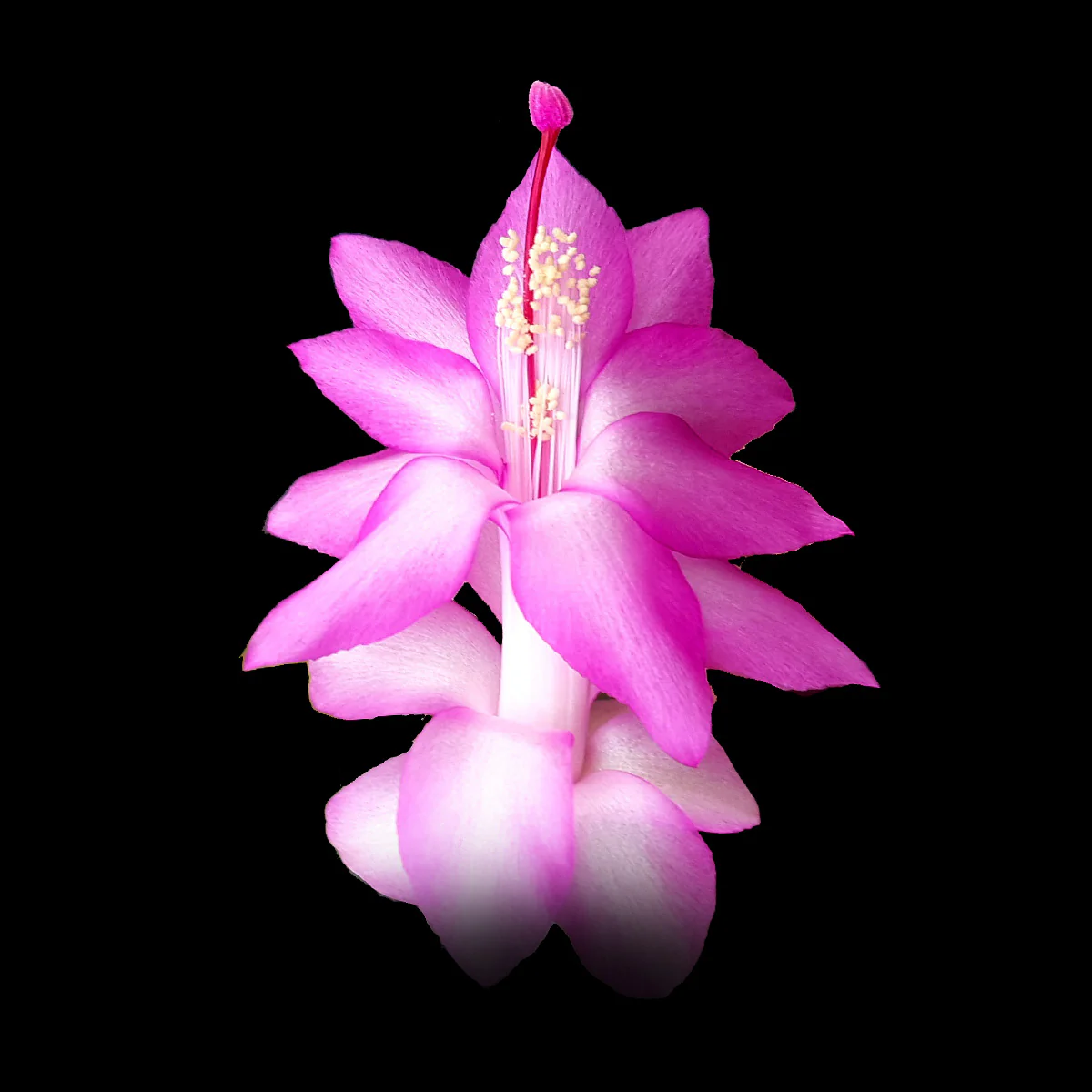 Schlumbergera (Zygocactus) 'Dutch Pink'