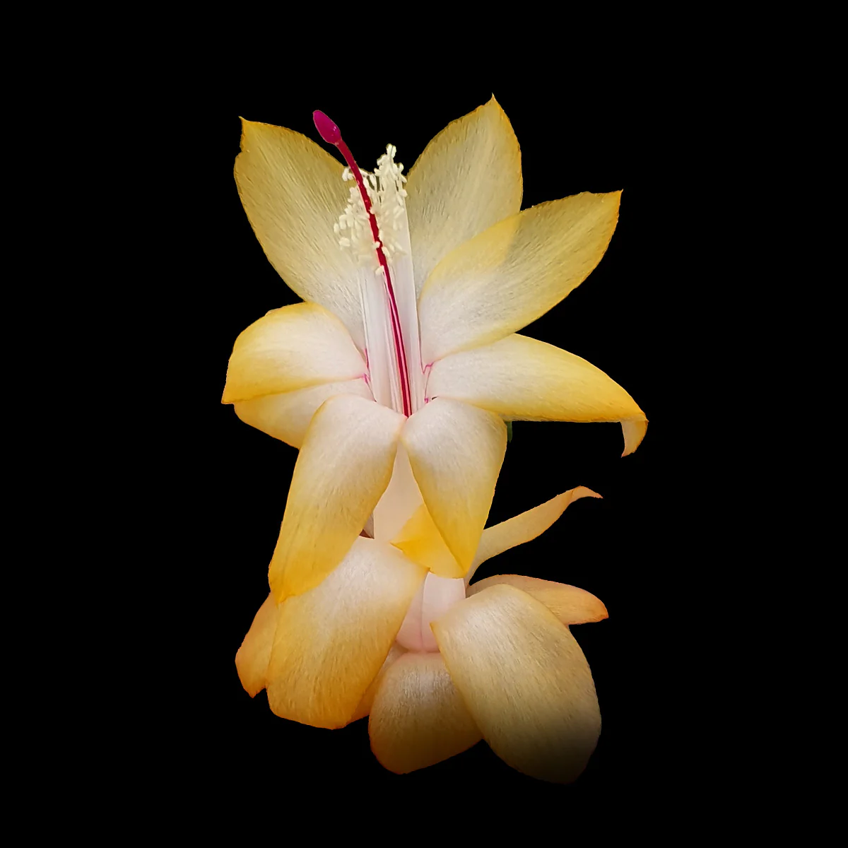 Schlumbergera (Zygocactus) 'Dutch Yellow'