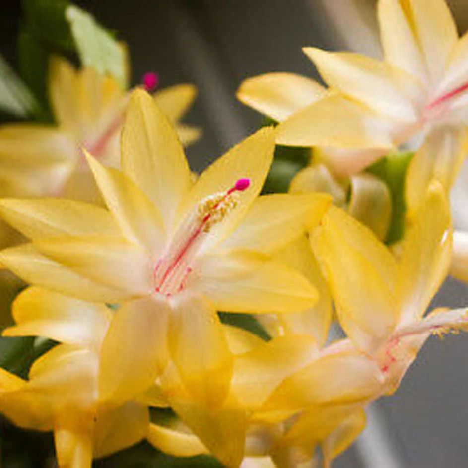 Schlumbergera (Zygocactus) 'Dutch Yellow' - Image 2