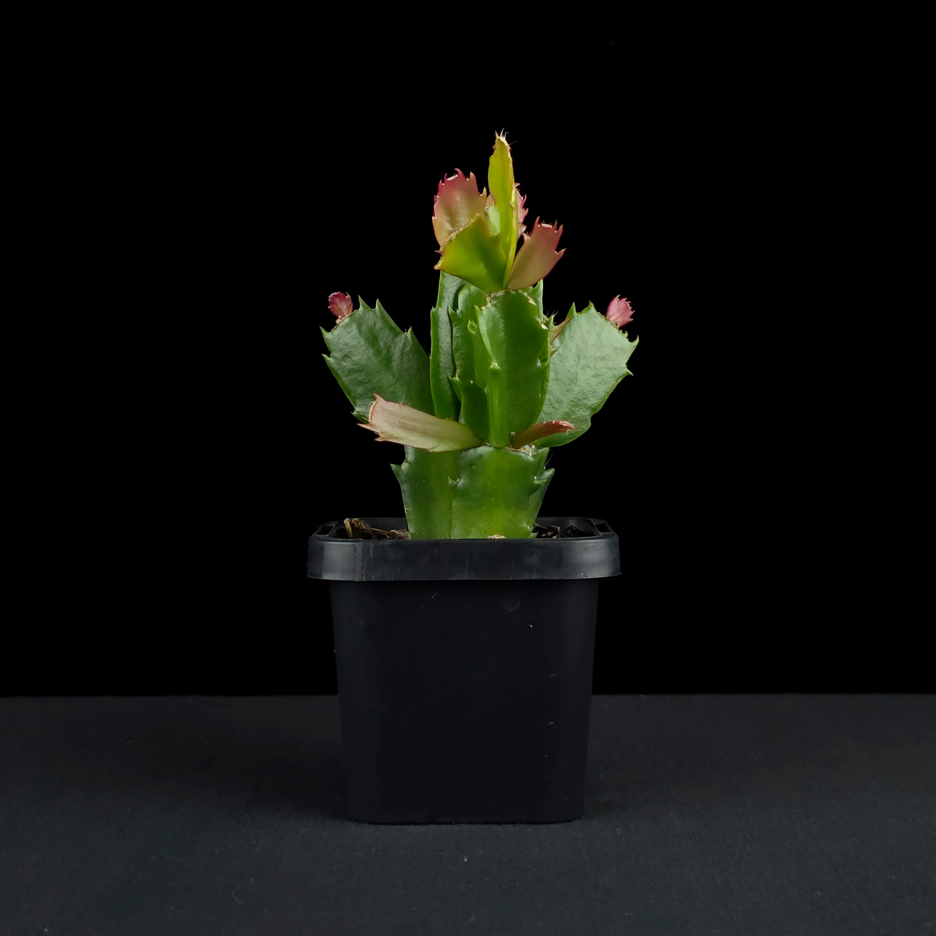 Schlumbergera (Zygocactus) 'Sunset Dancer' - Image 3