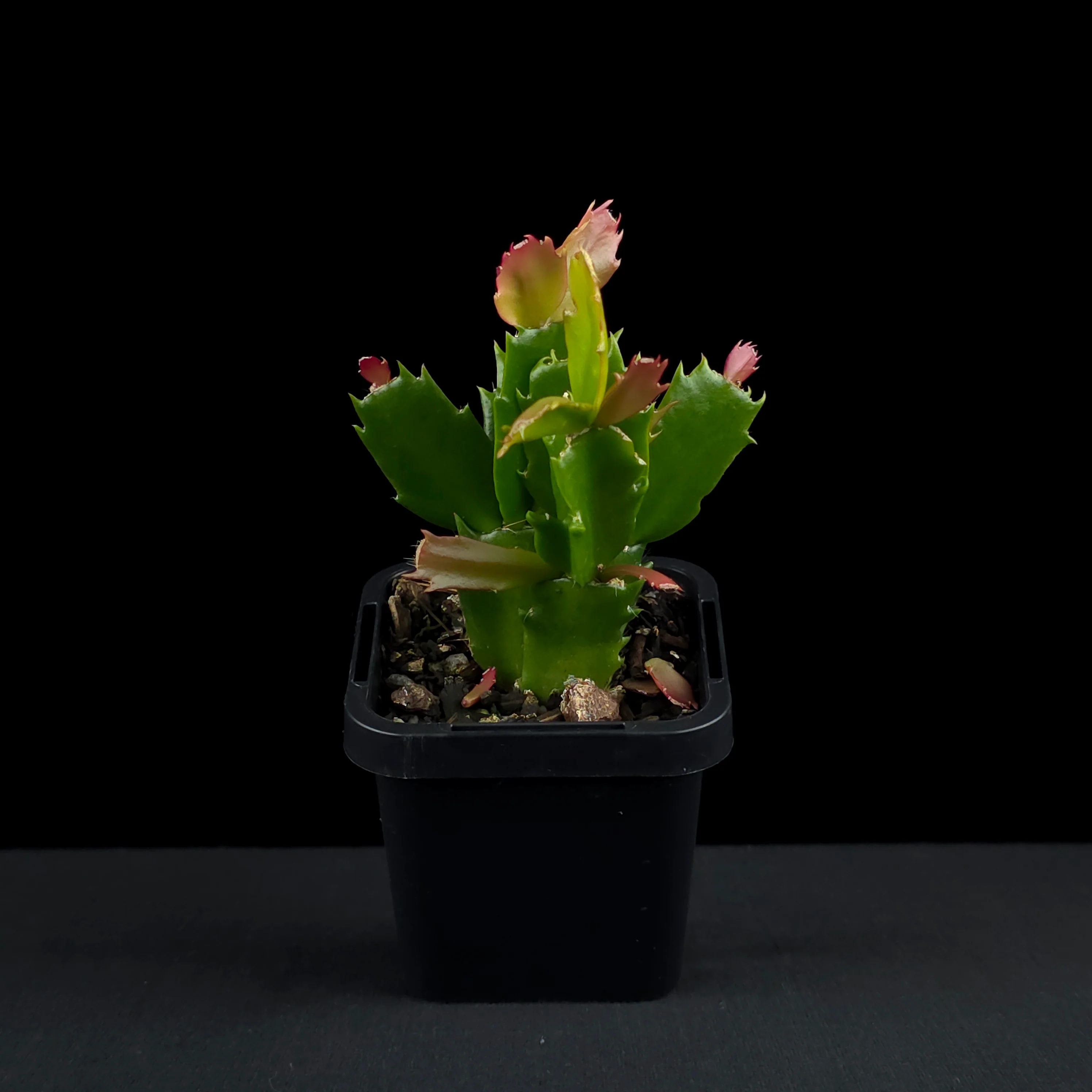 Schlumbergera (Zygocactus) 'Sunset Dancer' - Image 5