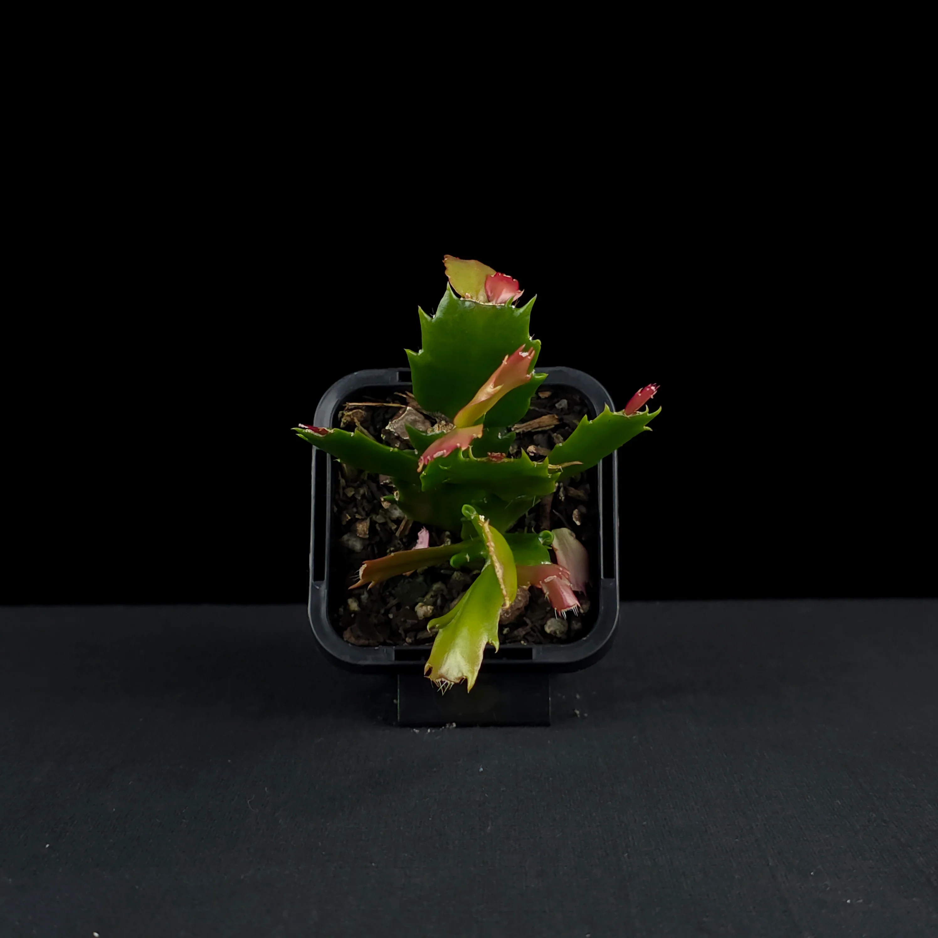 Schlumbergera (Zygocactus) 'Sunset Dancer' - Image 4