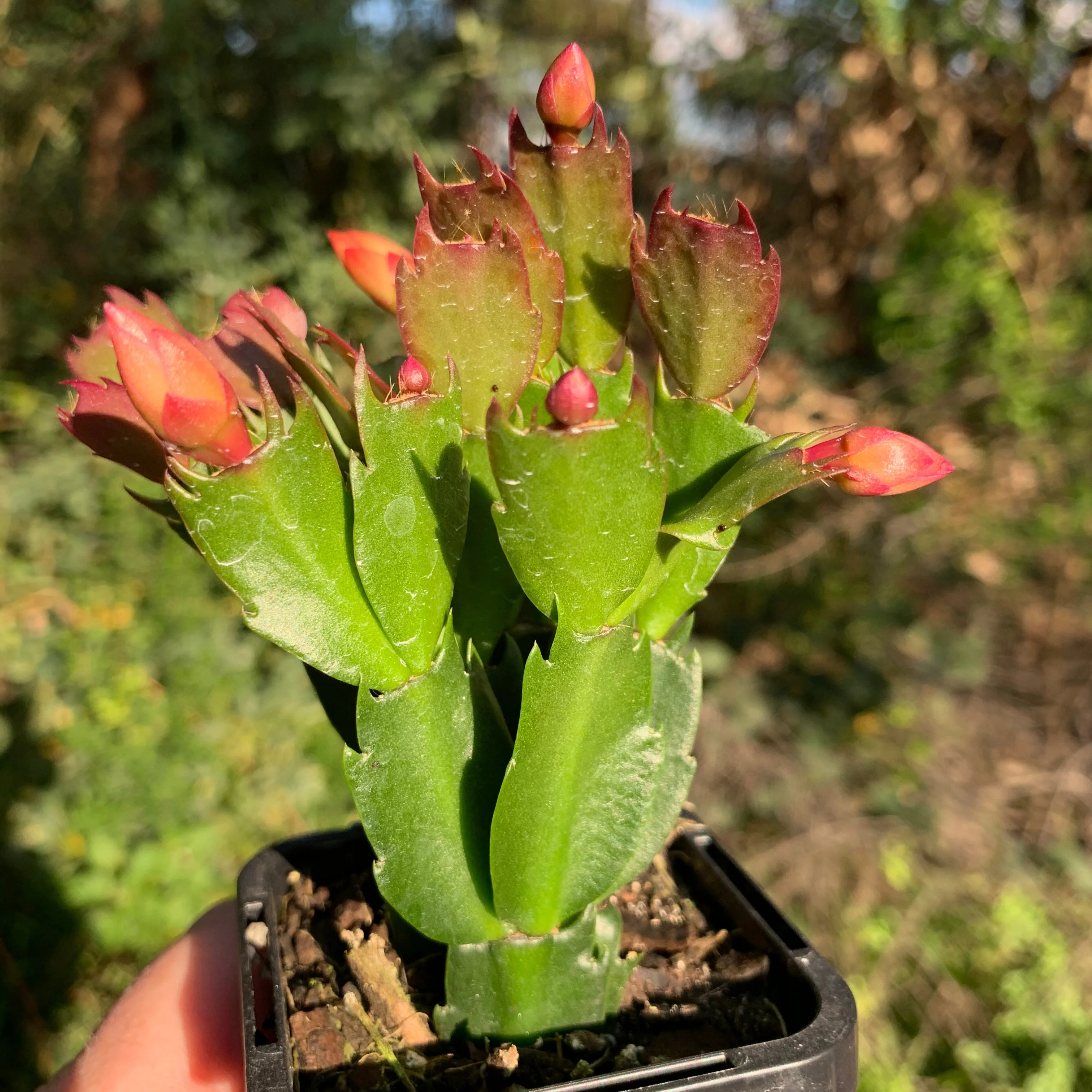 Schlumbergera (Zygocactus) 'Dutch Yellow' - Image 6
