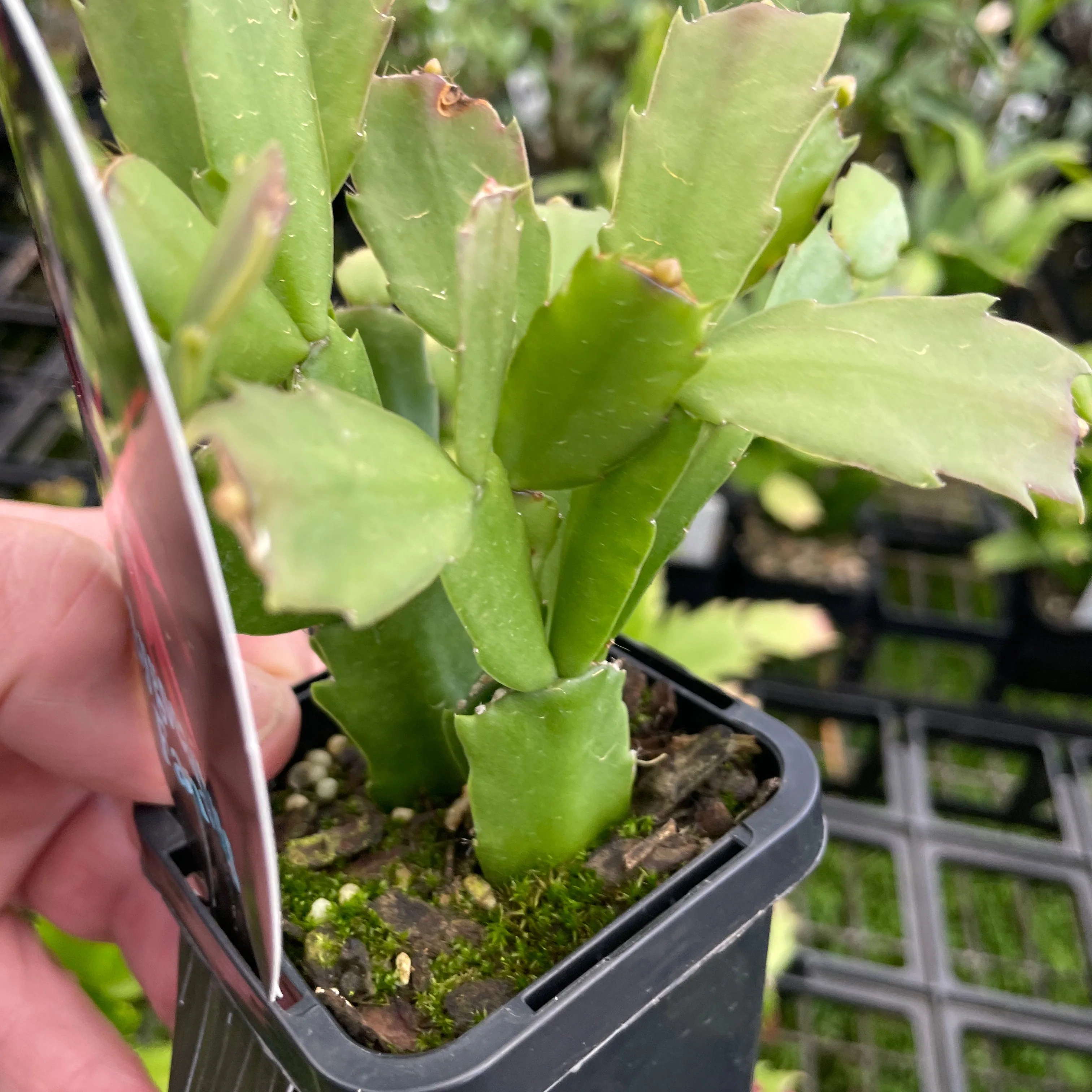 Schlumbergera (Zygocactus) 'Fantasia' - Image 6