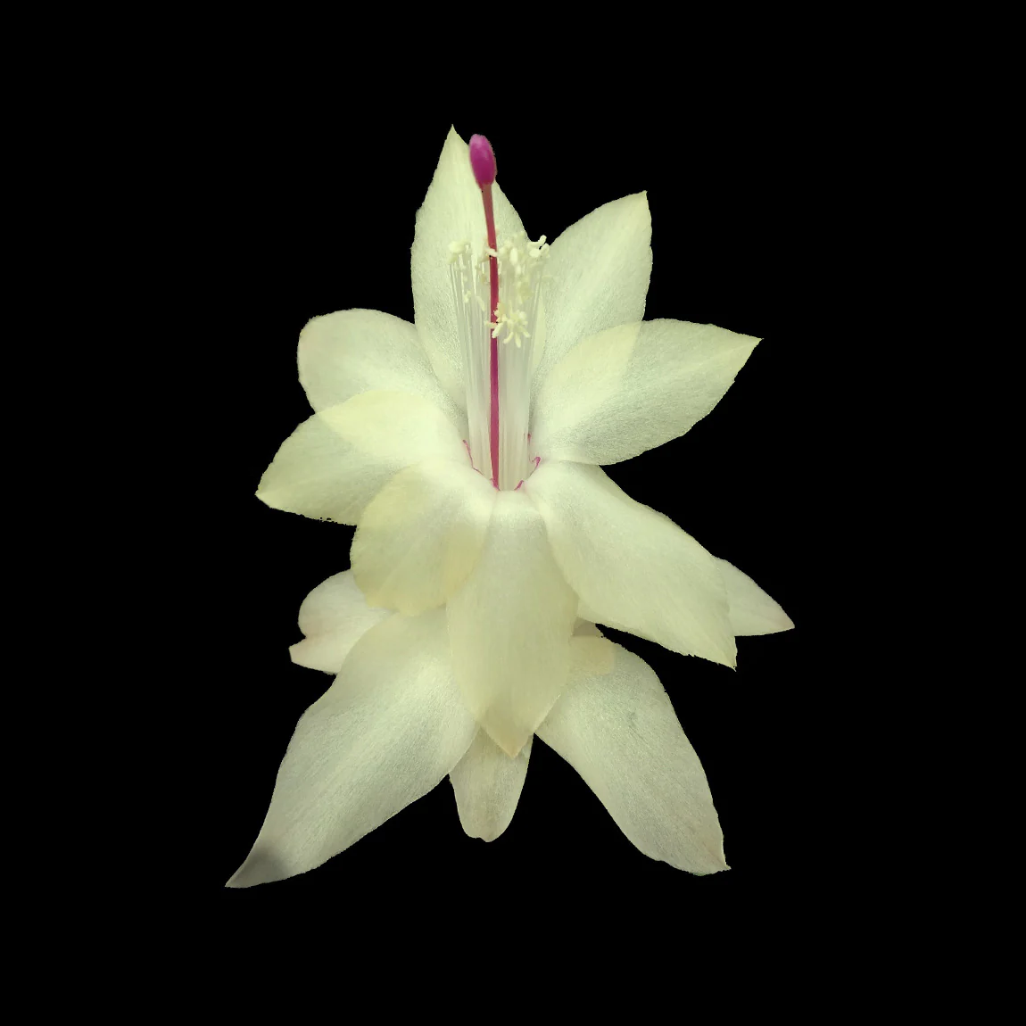 Schlumbergera (Zygocactus) 'Limelight Dancer'