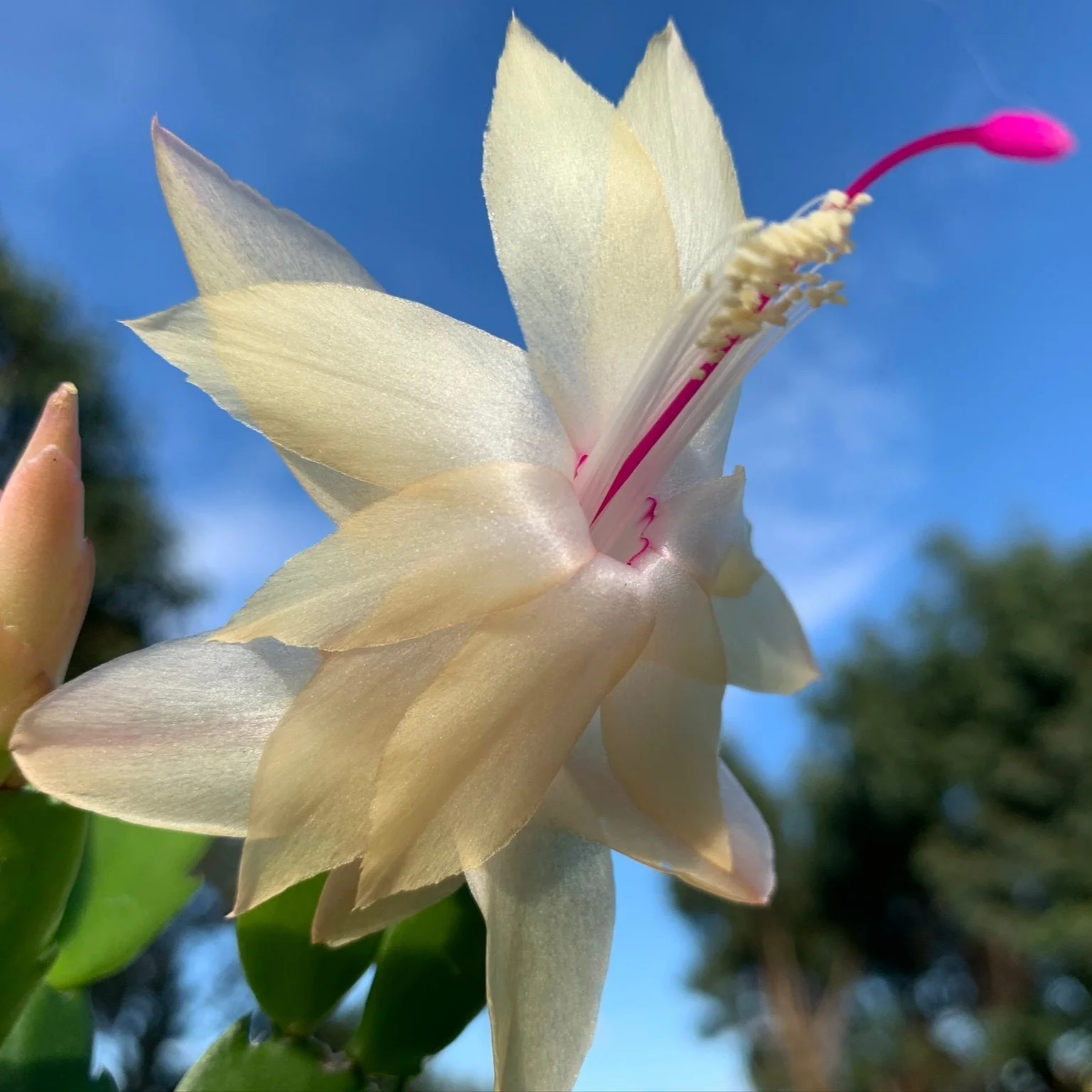 Schlumbergera (Zygocactus) 'Limelight Dancer' - Image 2