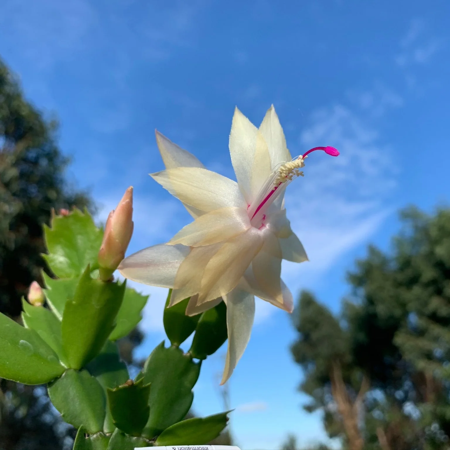 Schlumbergera (Zygocactus) 'Limelight Dancer' - Image 3