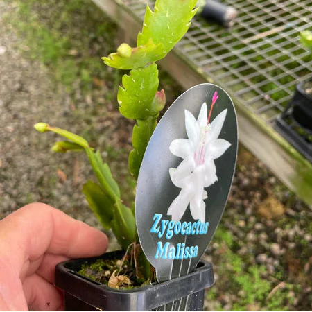 Schlumbergera (Zygocactus) 'Malissa' - Image 5