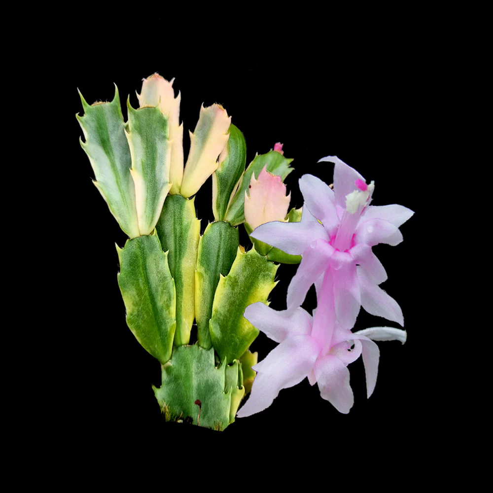 Schlumbergera (Zygocactus) Variegated